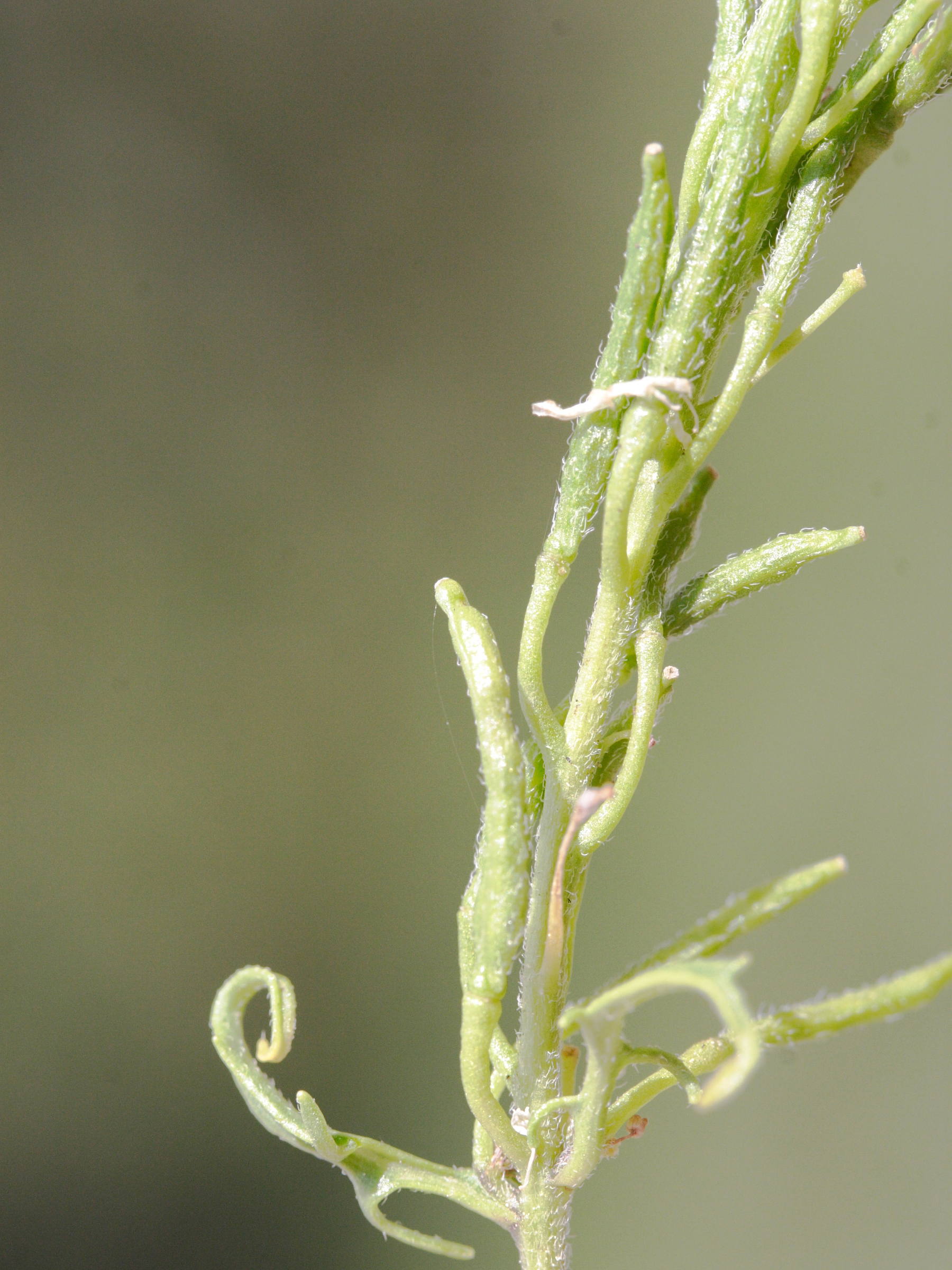 sisymbrium_austriacum_chrysanthum2md