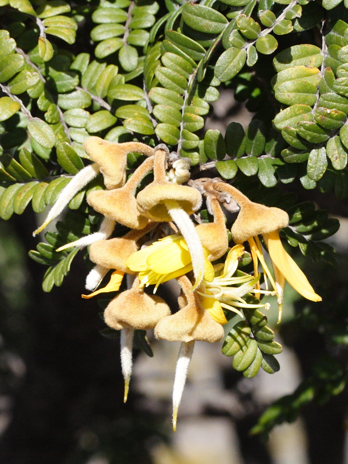 sophora_denudata4md