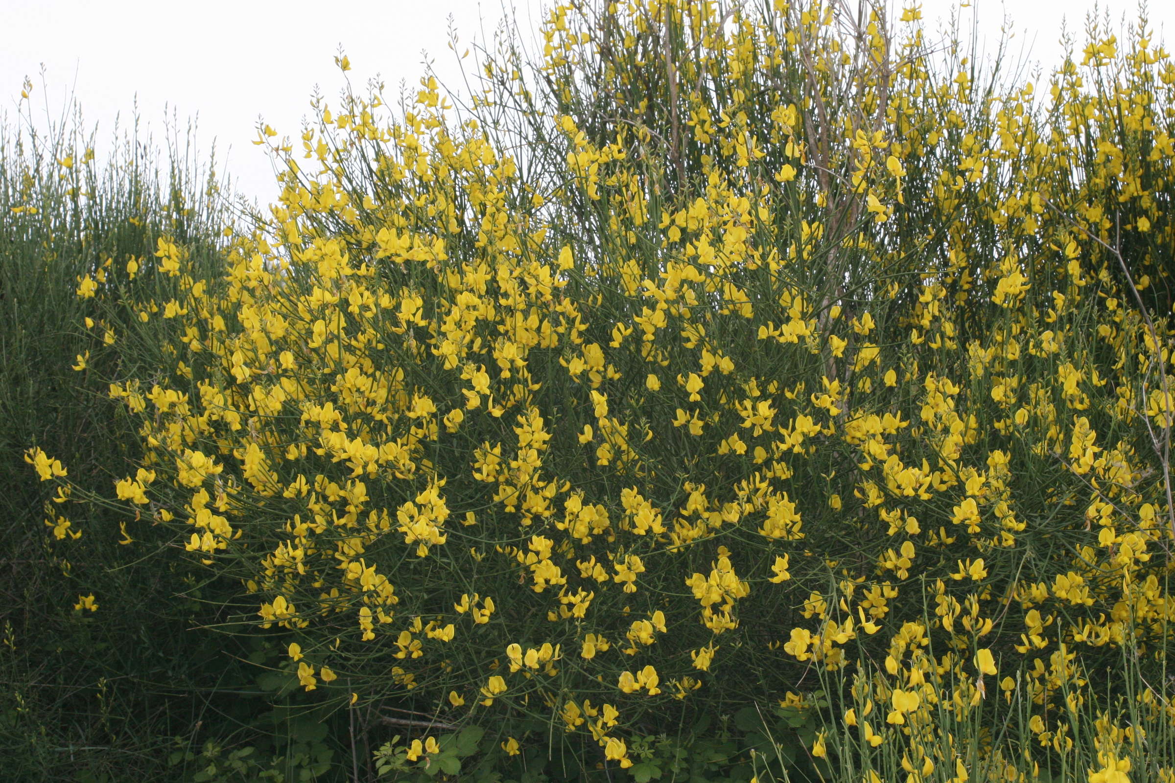 spartium_junceum2cmd