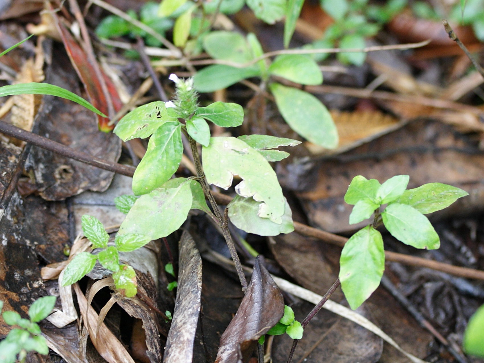 tellostachys_alopecuroides2md