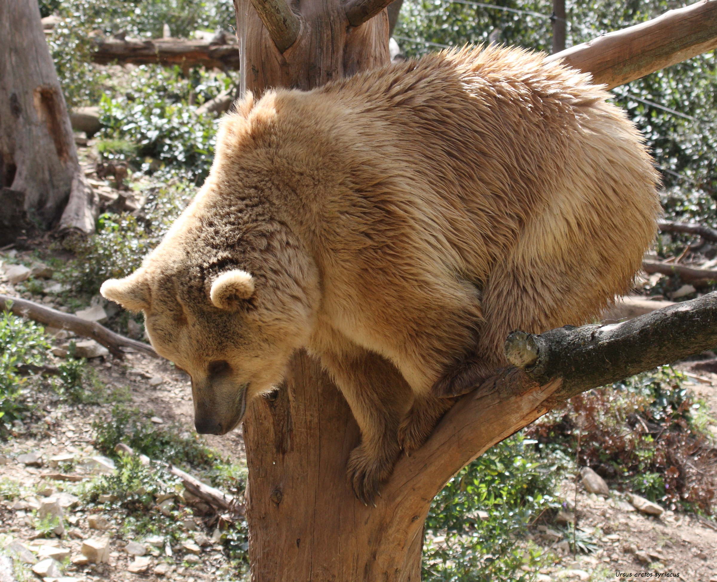 ursus_arctos_syriacus1bd