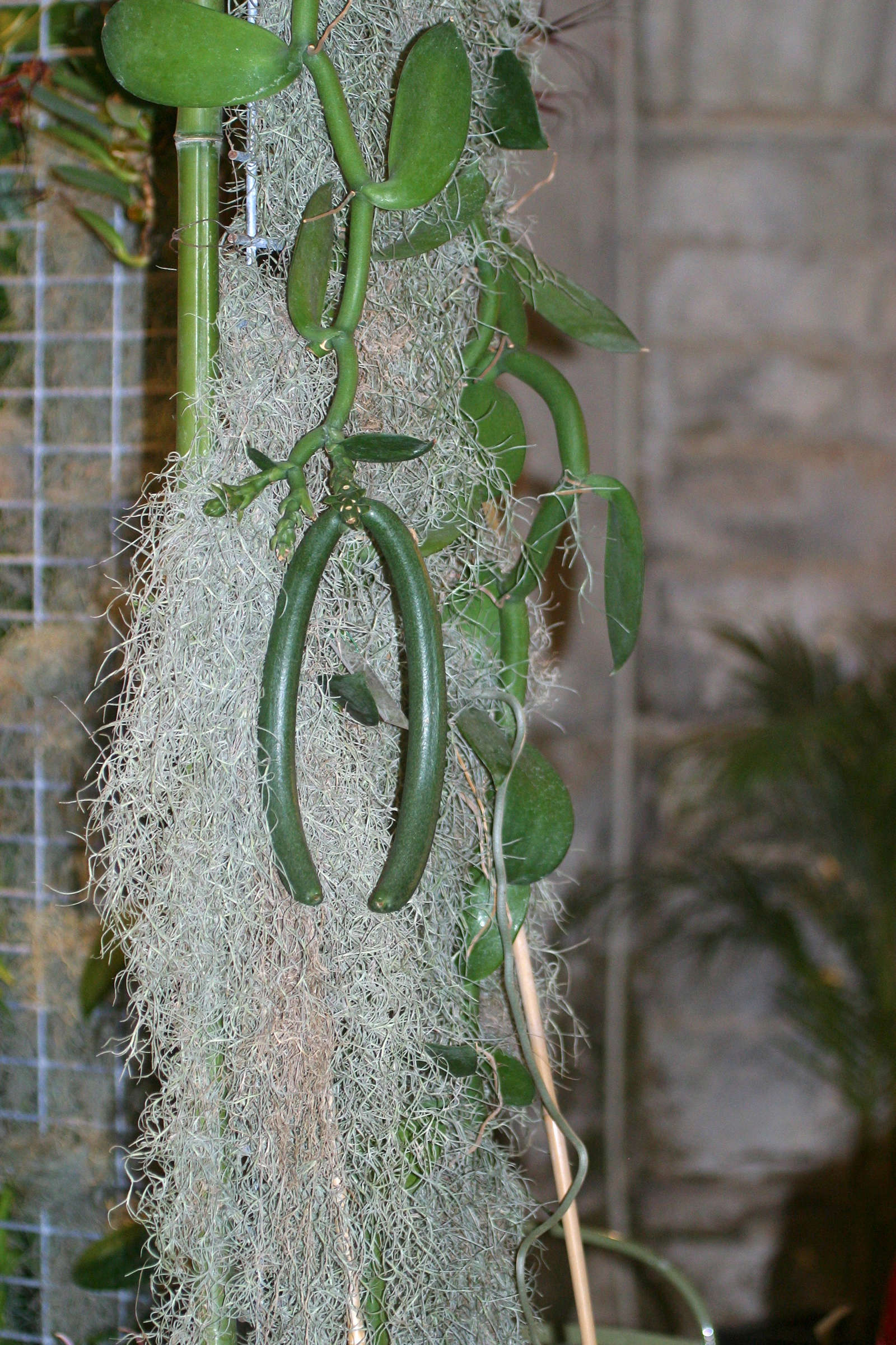 Afficher le média vanilla_imperialis1bd vanilla_imperialis1bd