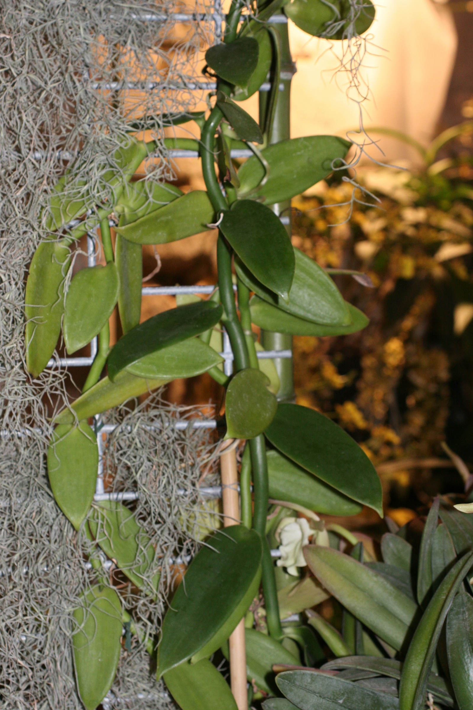 Afficher le média vanilla_pompona1md vanilla_pompona1md