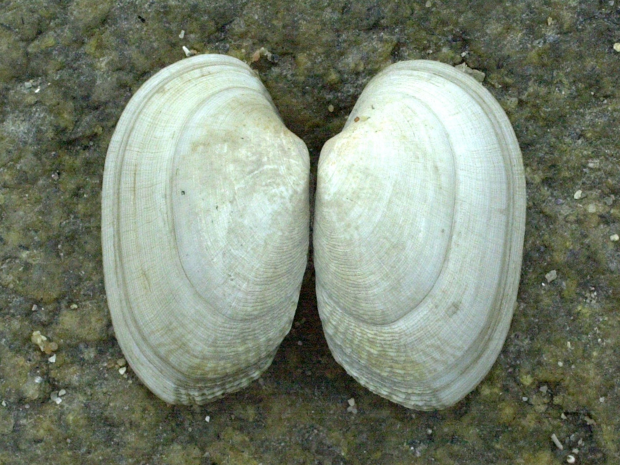 Afficher le média venerupis_senegalensis3md venerupis_senegalensis3md