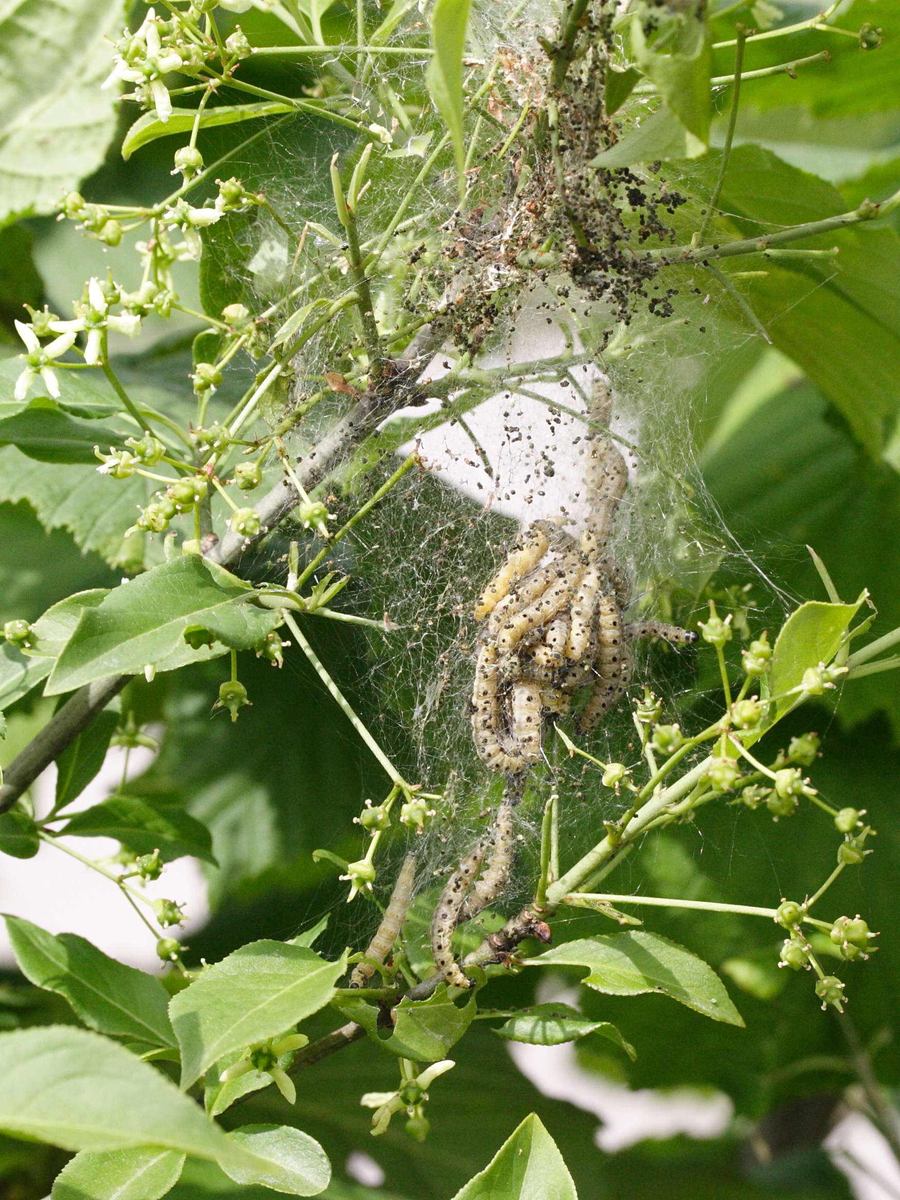 yponomeuta_cagnagella_ch2md