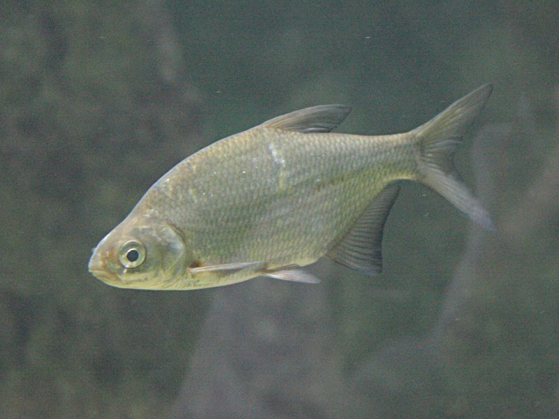 abramis_brama1bd