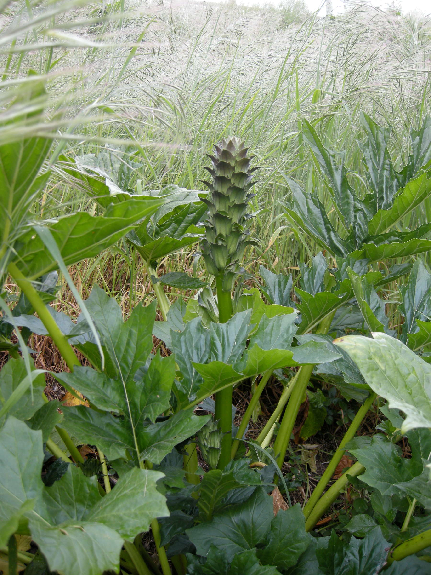 acanthus_mollis1md