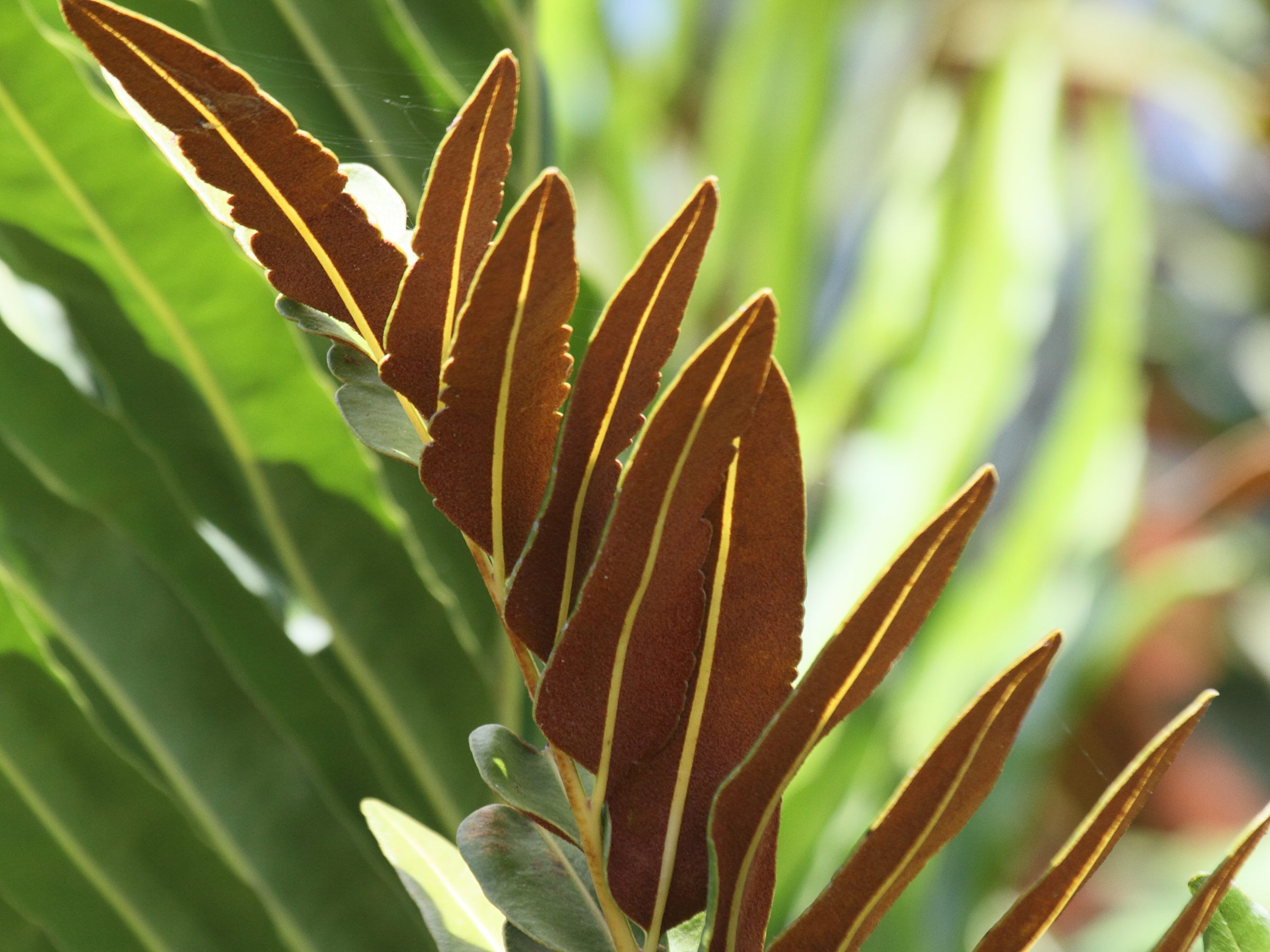 acrostichum_danaeifolium2bd