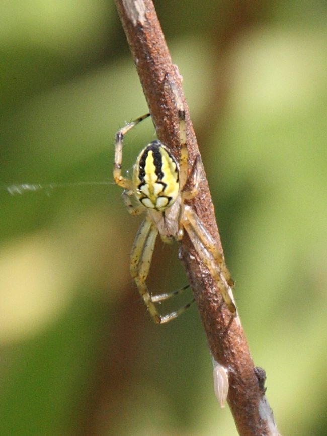 aculepeira_armida8bd