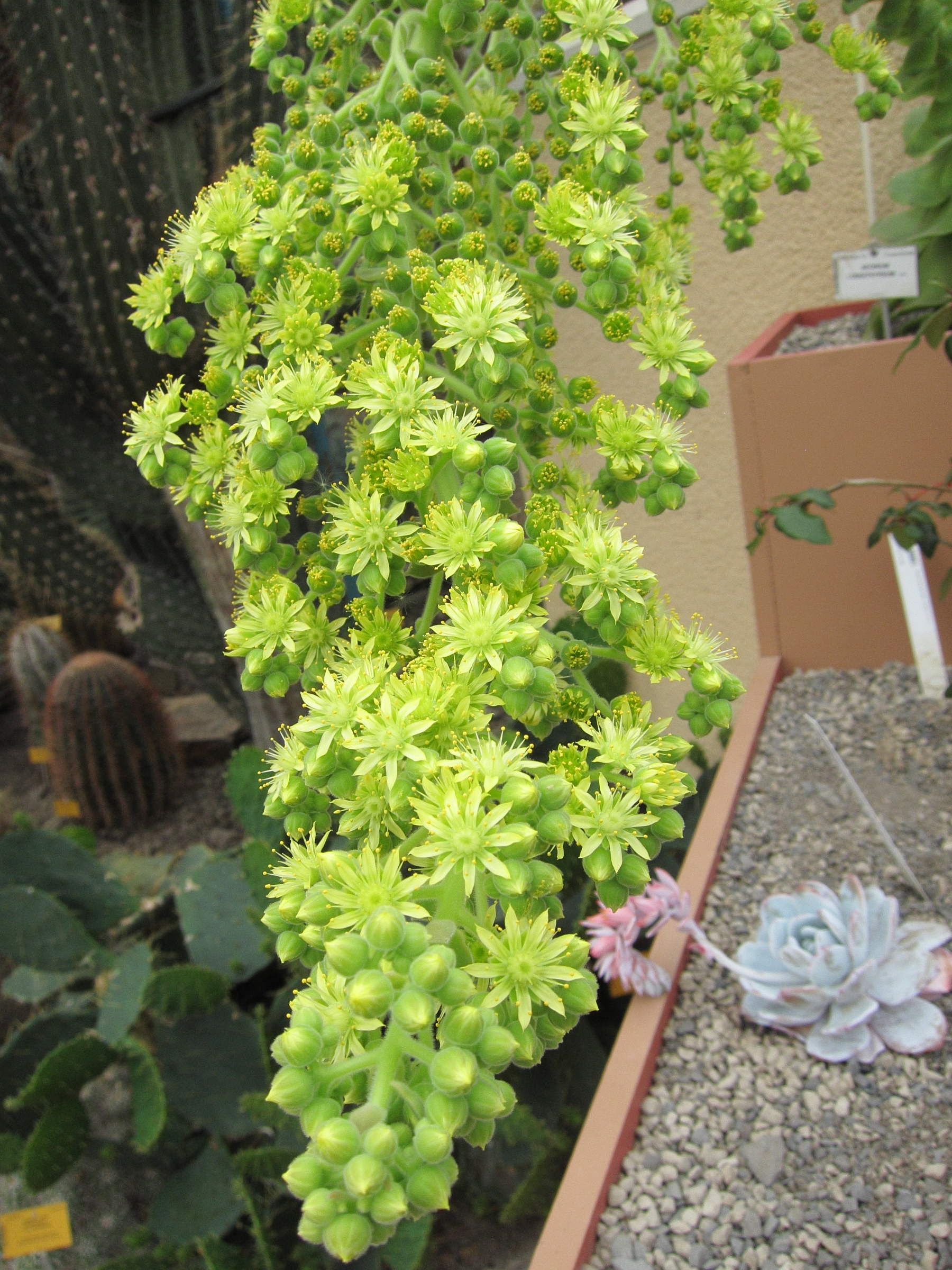 Afficher le média aeonium_longithyrsum2bd aeonium_longithyrsum2bd