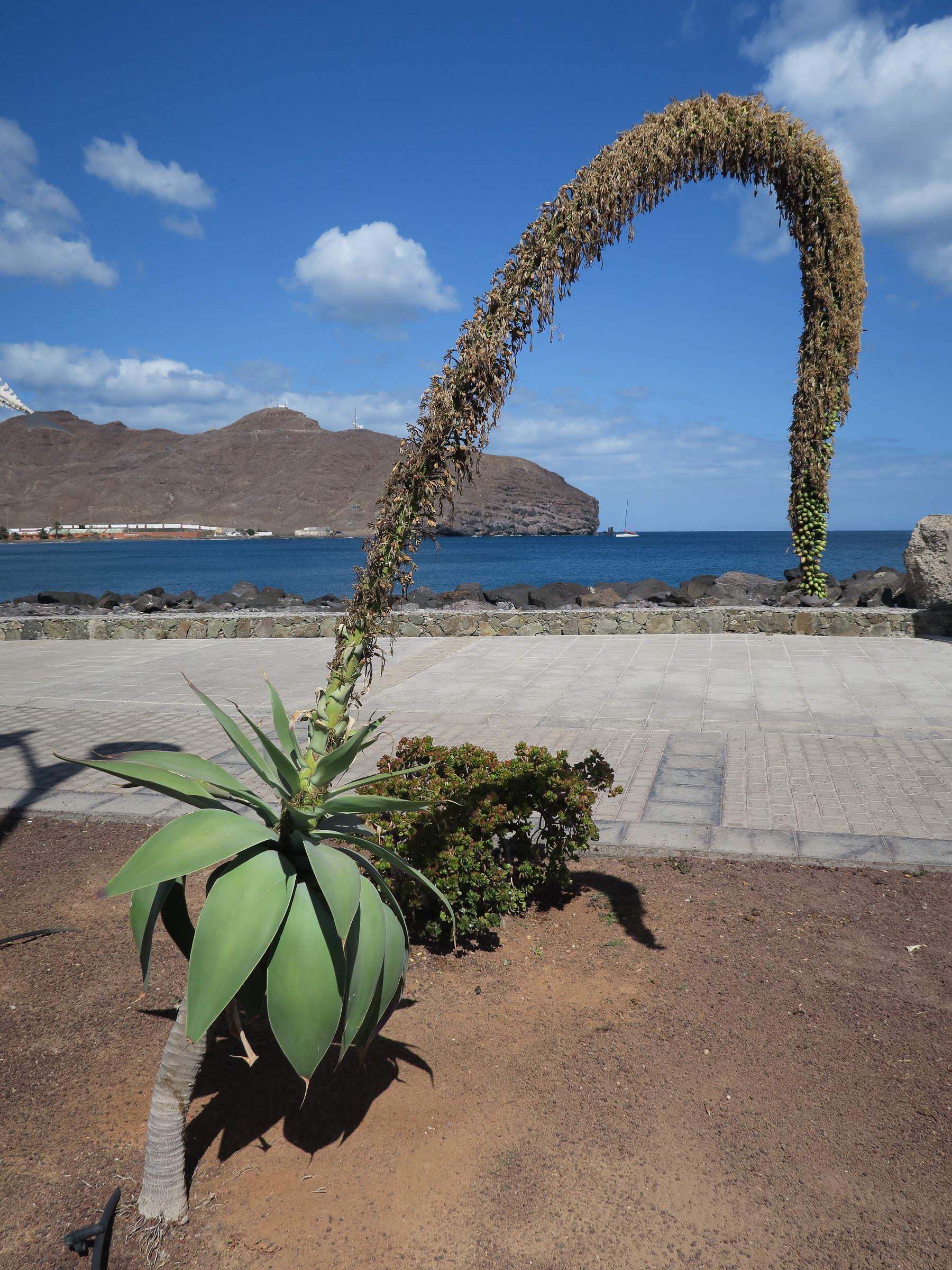 Afficher le média agave_attenuata7md agave_attenuata7md