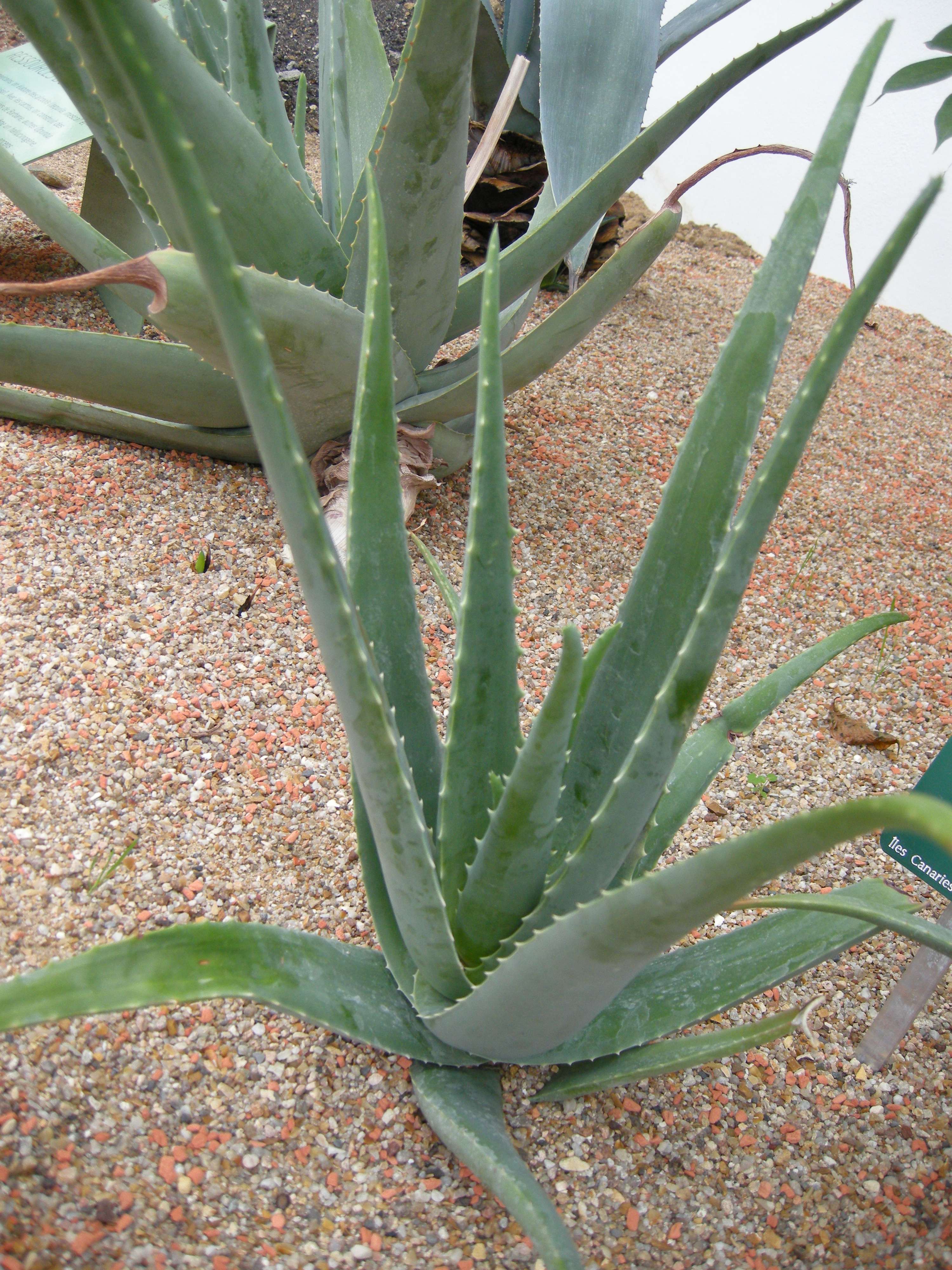 aloe_vera1md