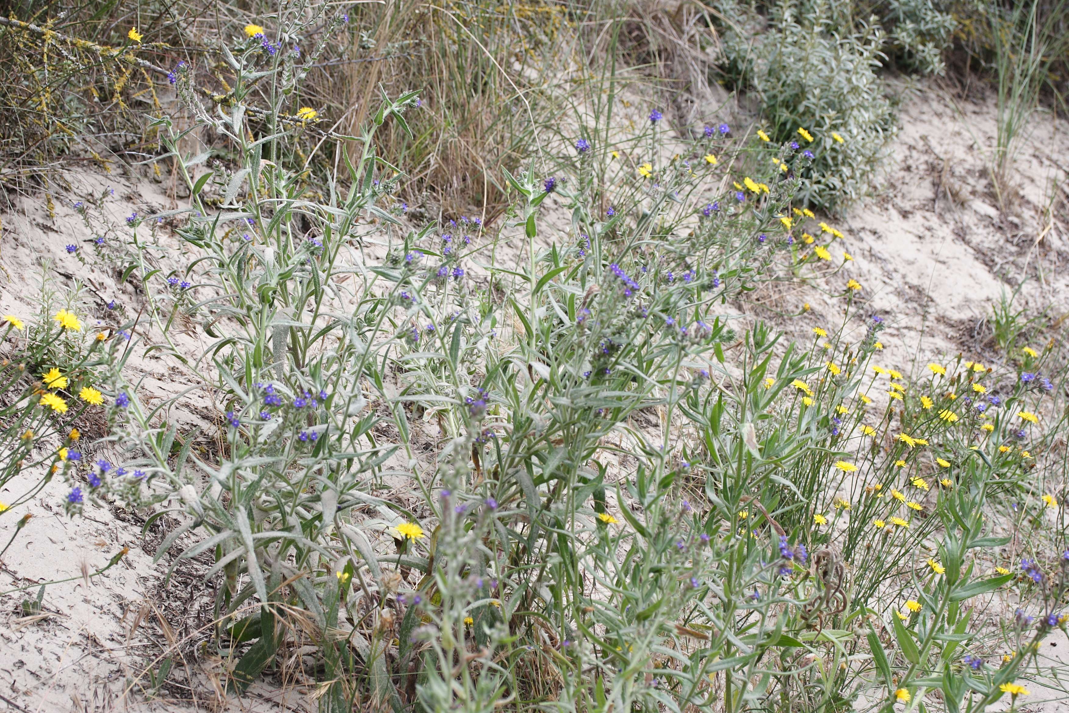 Afficher le média anchusa_officinalis1bmd anchusa_officinalis1bmd