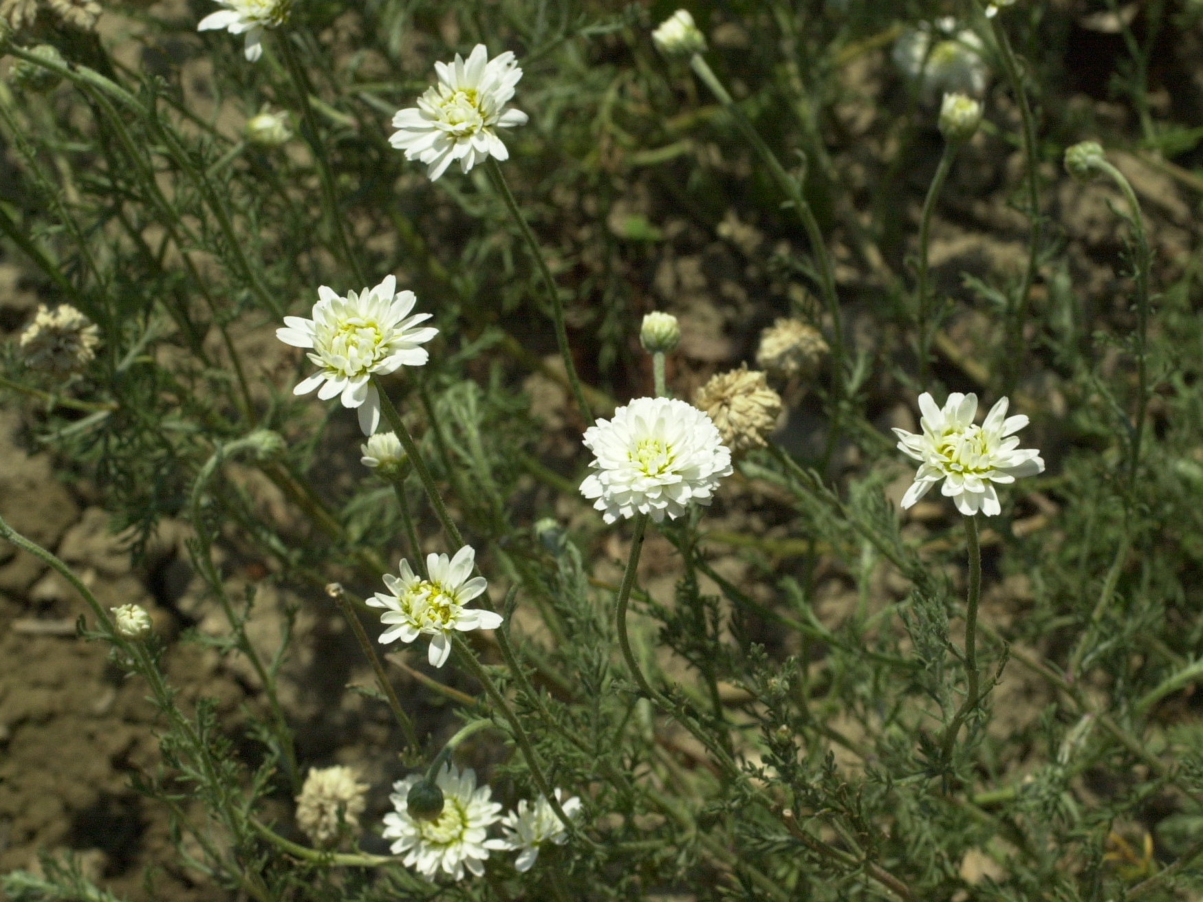 Afficher le média anthemis_nobilis2amd anthemis_nobilis2amd