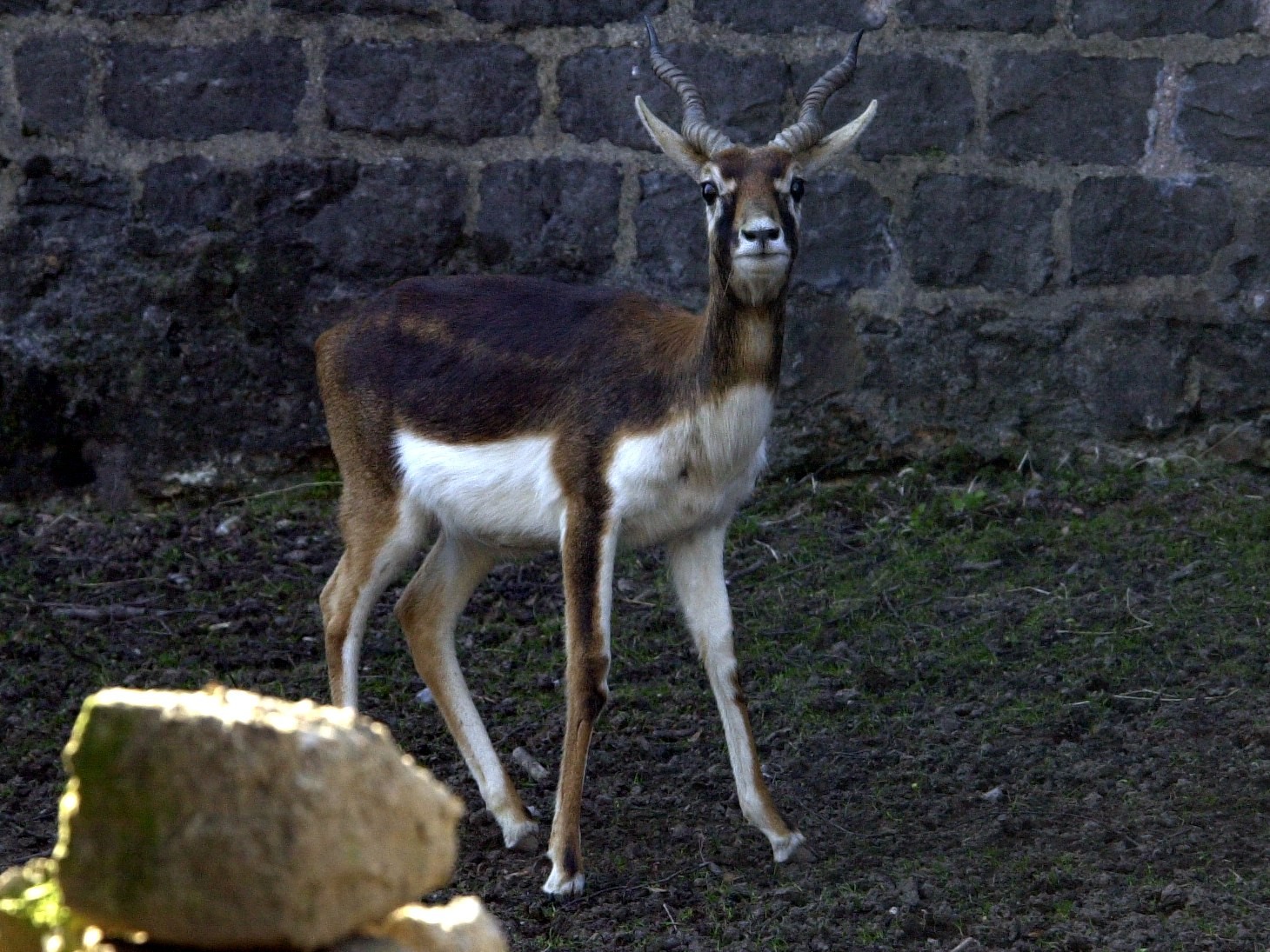 antilope_cervicapra1md