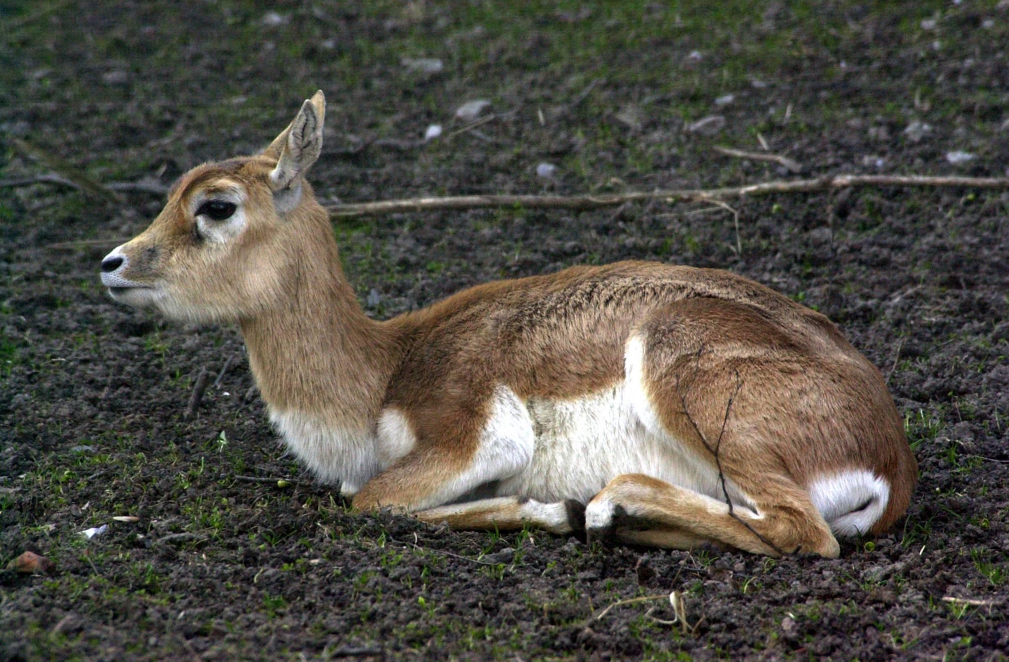 antilope_cervicapra2md