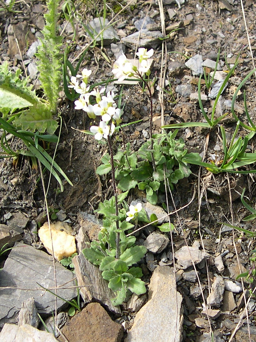 arabis_ciliata1md
