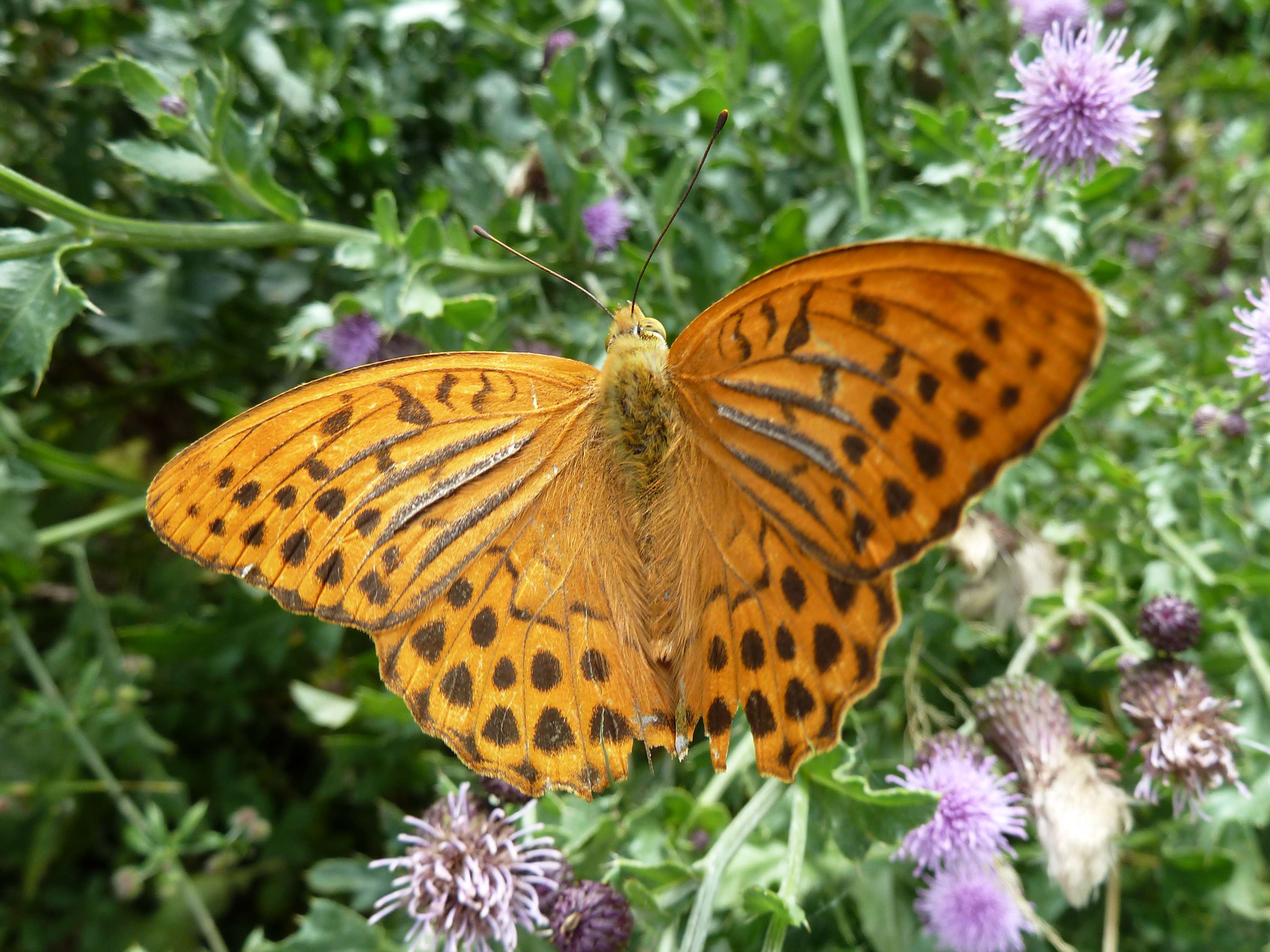argynnis_paphia2gv