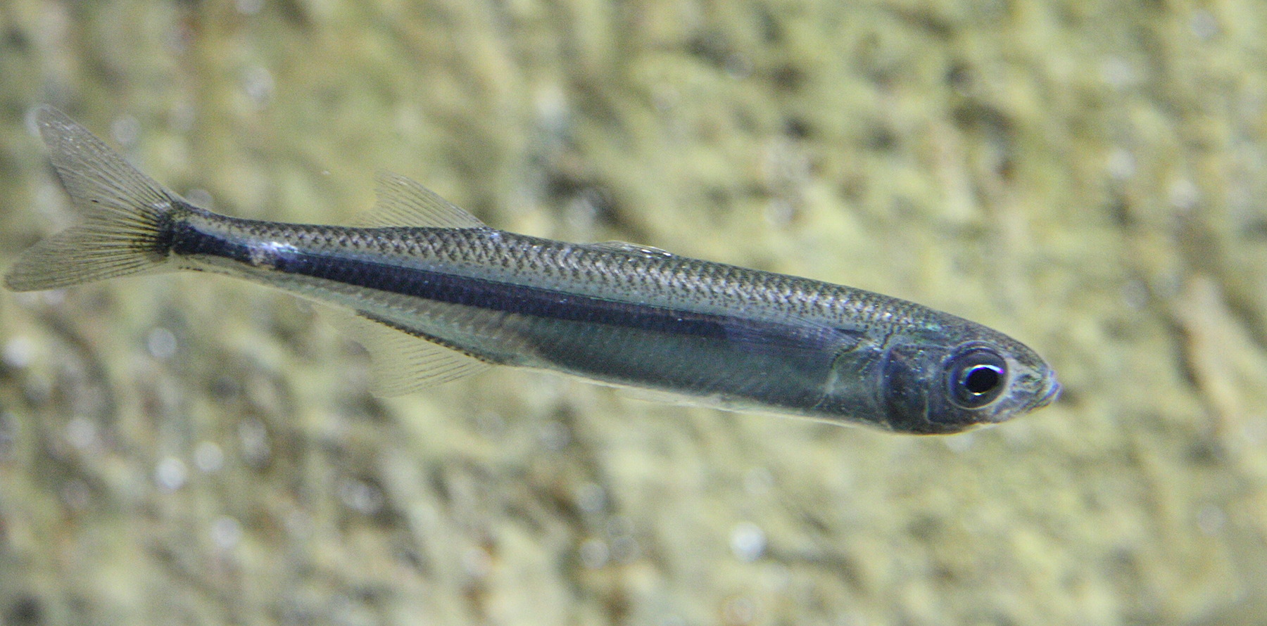 atherina_presbyter2sd