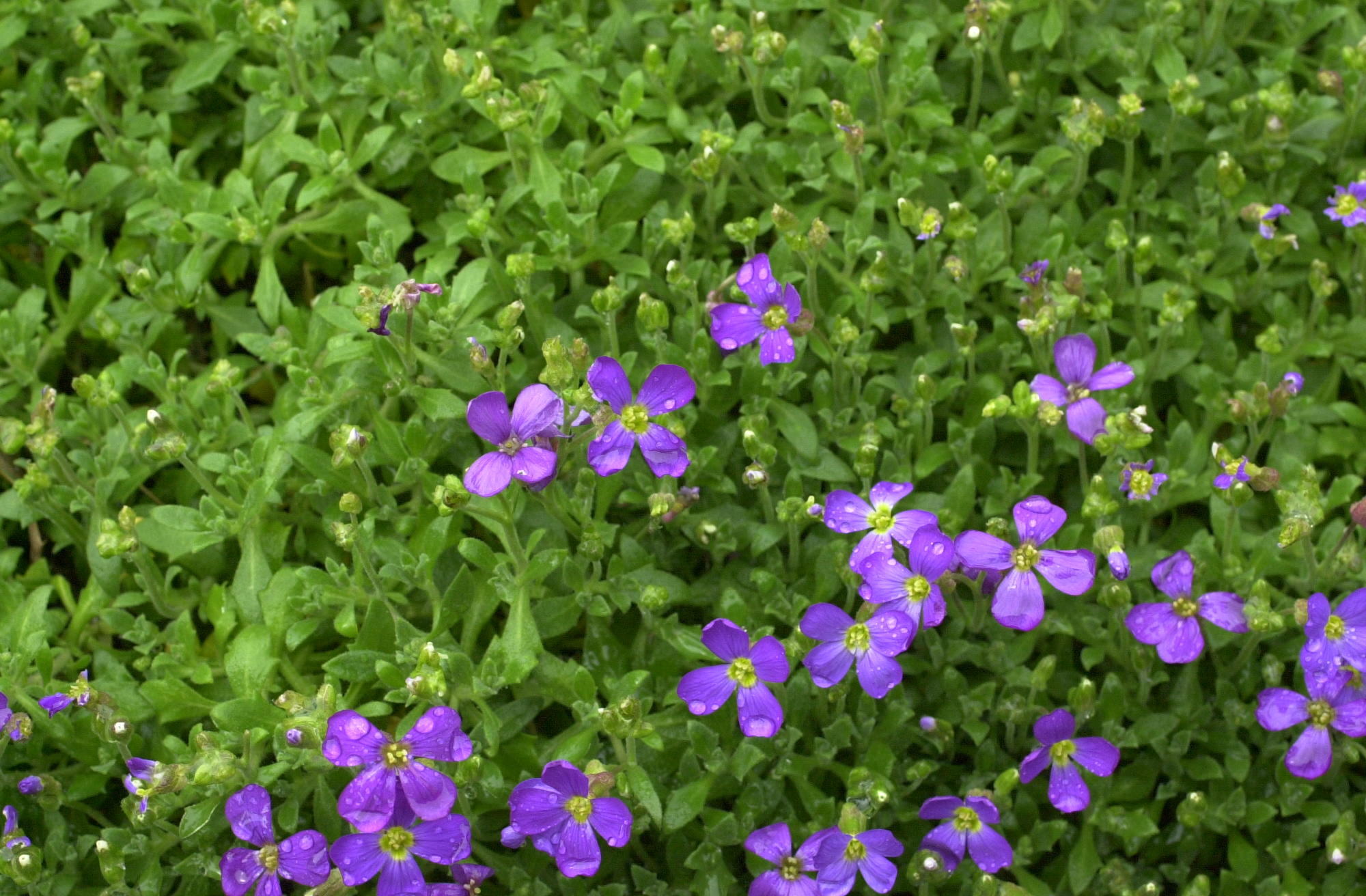 Afficher le média aubrieta_deltoidea2md aubrieta_deltoidea2md