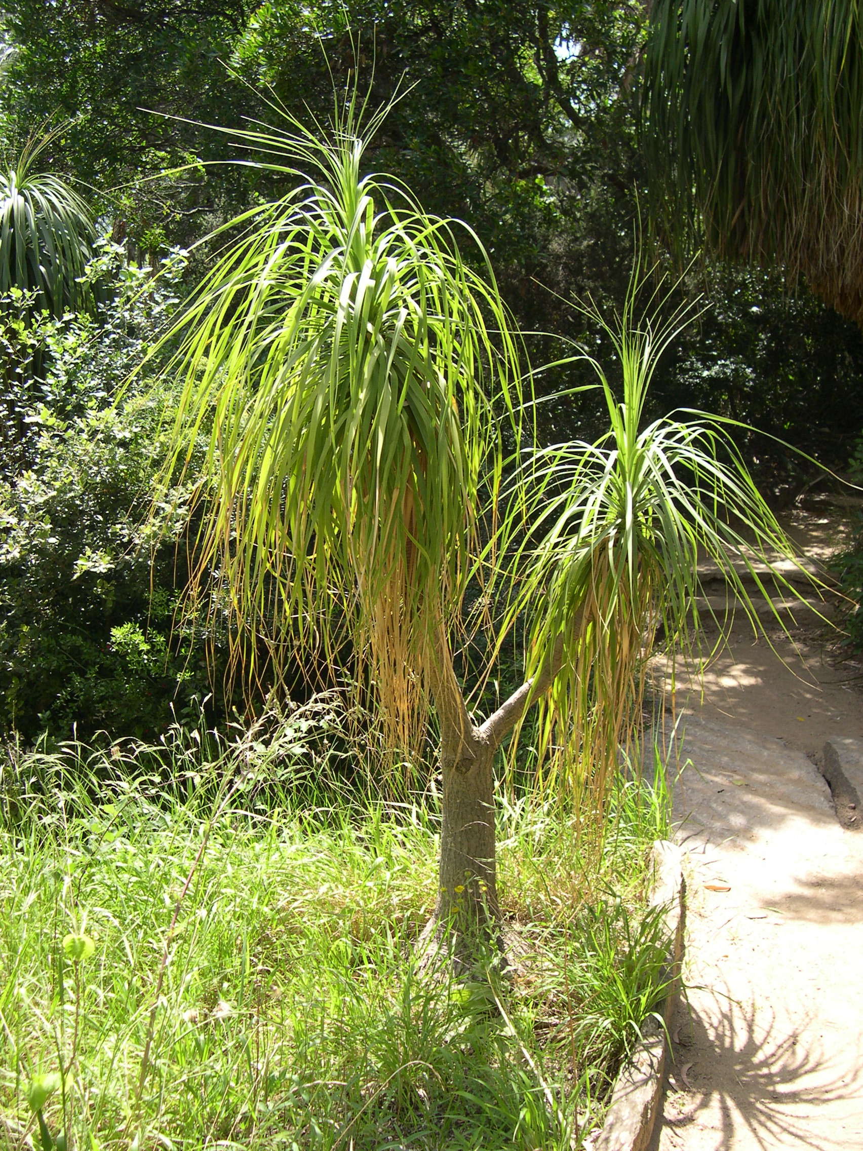 beaucarnea_recurvata1md