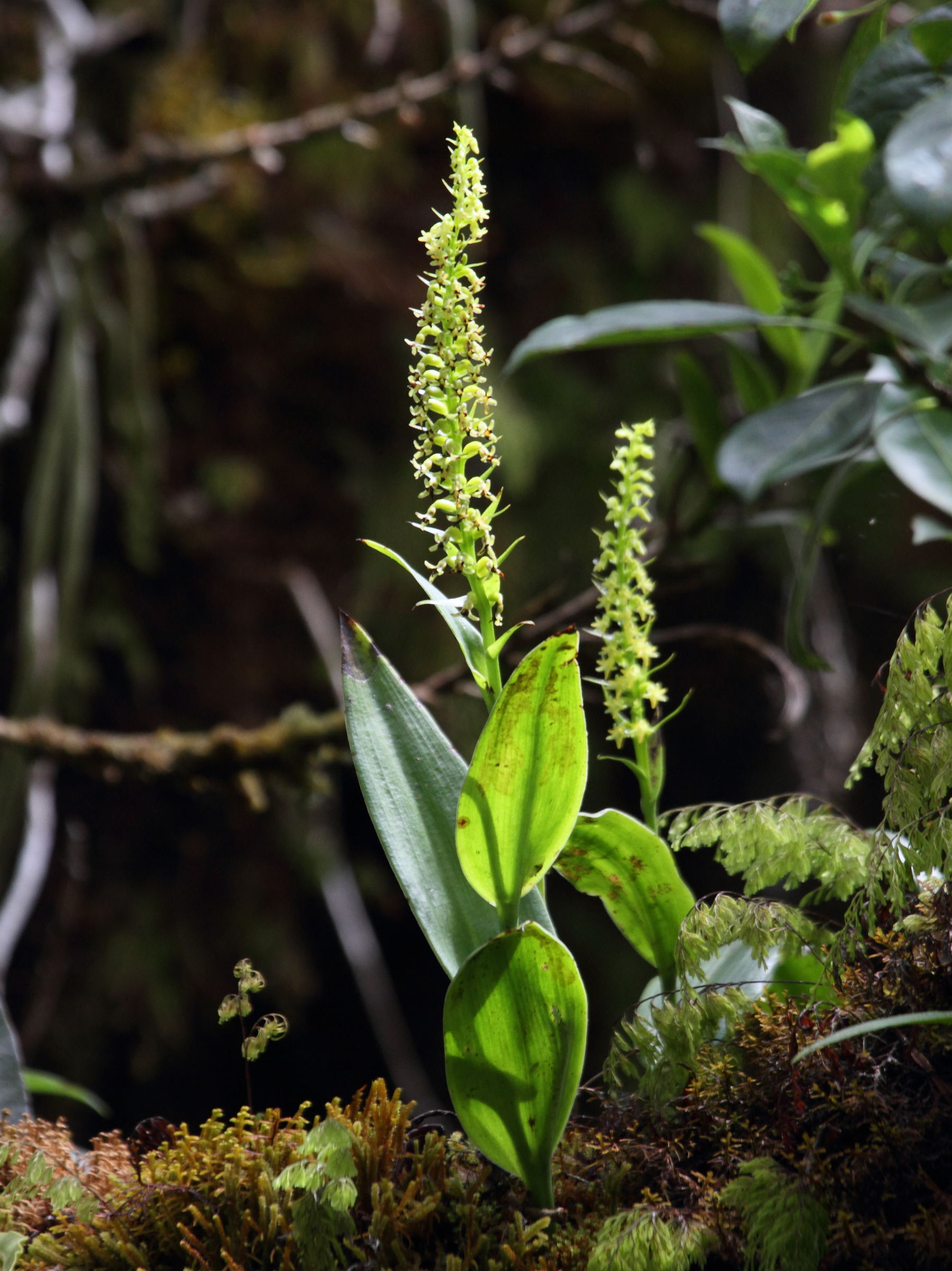 benthamia_nigrescens1bd