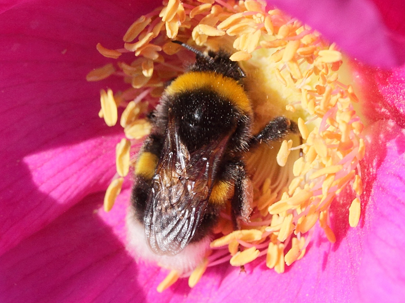bombus_terrestris3md