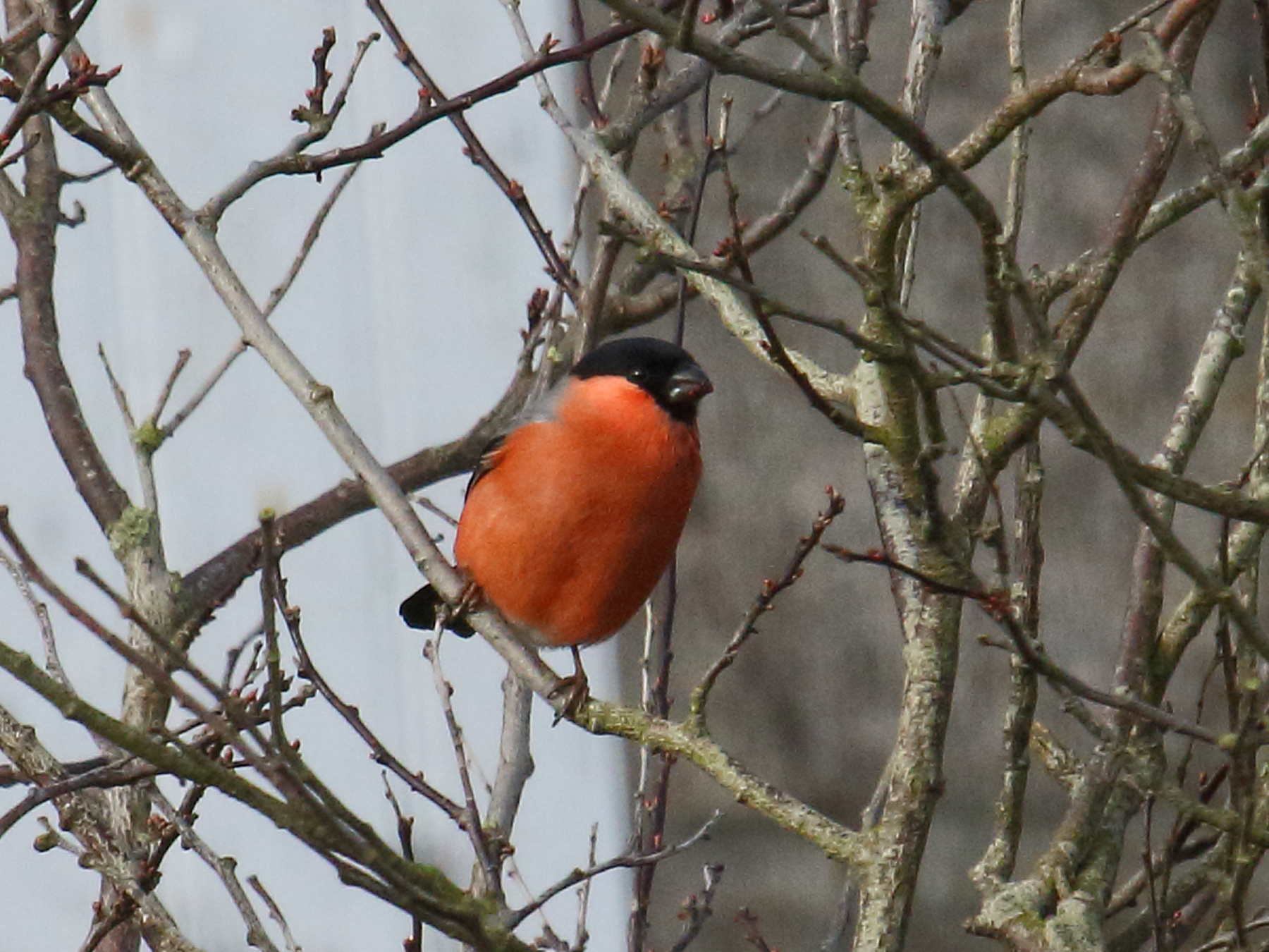 bouvreuil_pivoine_-_pyrrhula_pyrrhula2bd