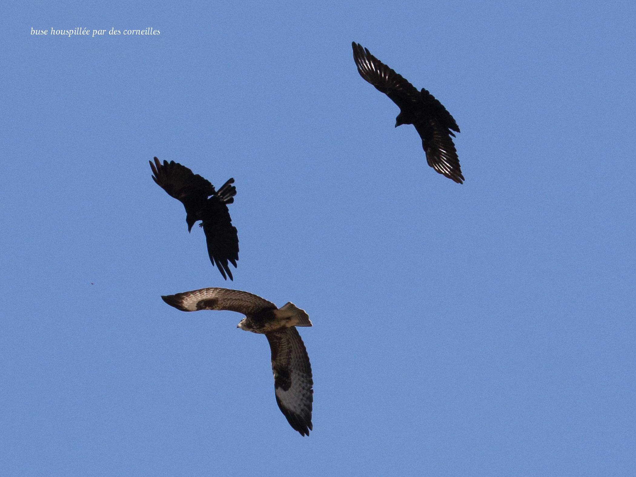 buse_variable_-_buteo_buteo6bd