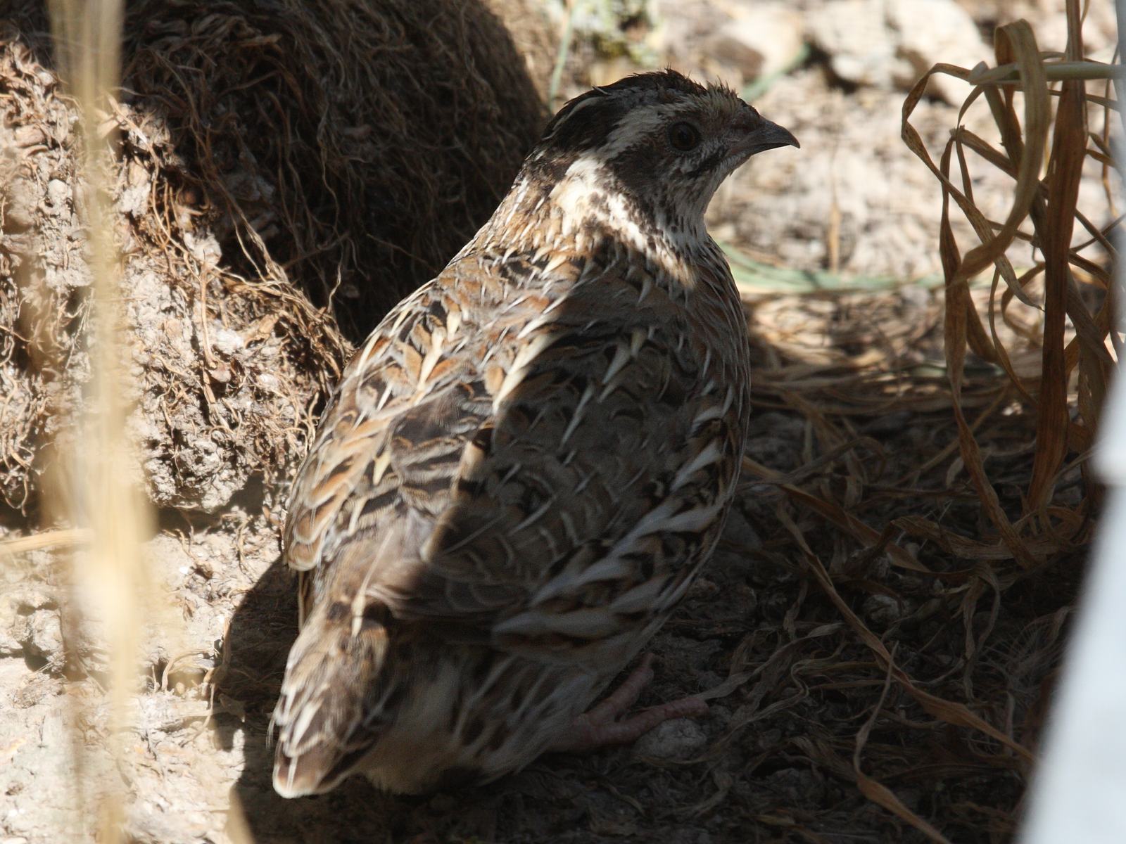 caille_des_bles_-_coturnix_coturnix2bd