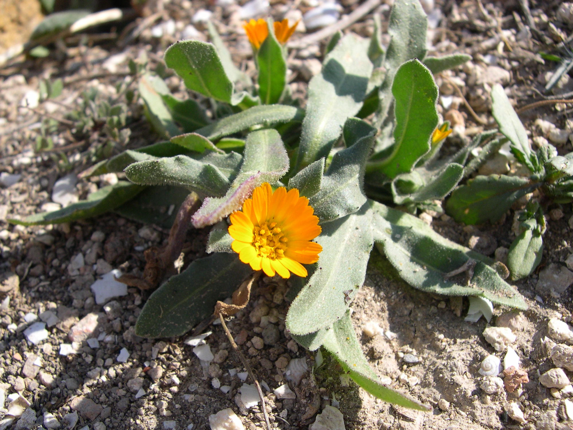 calendula_arvensis1cmd