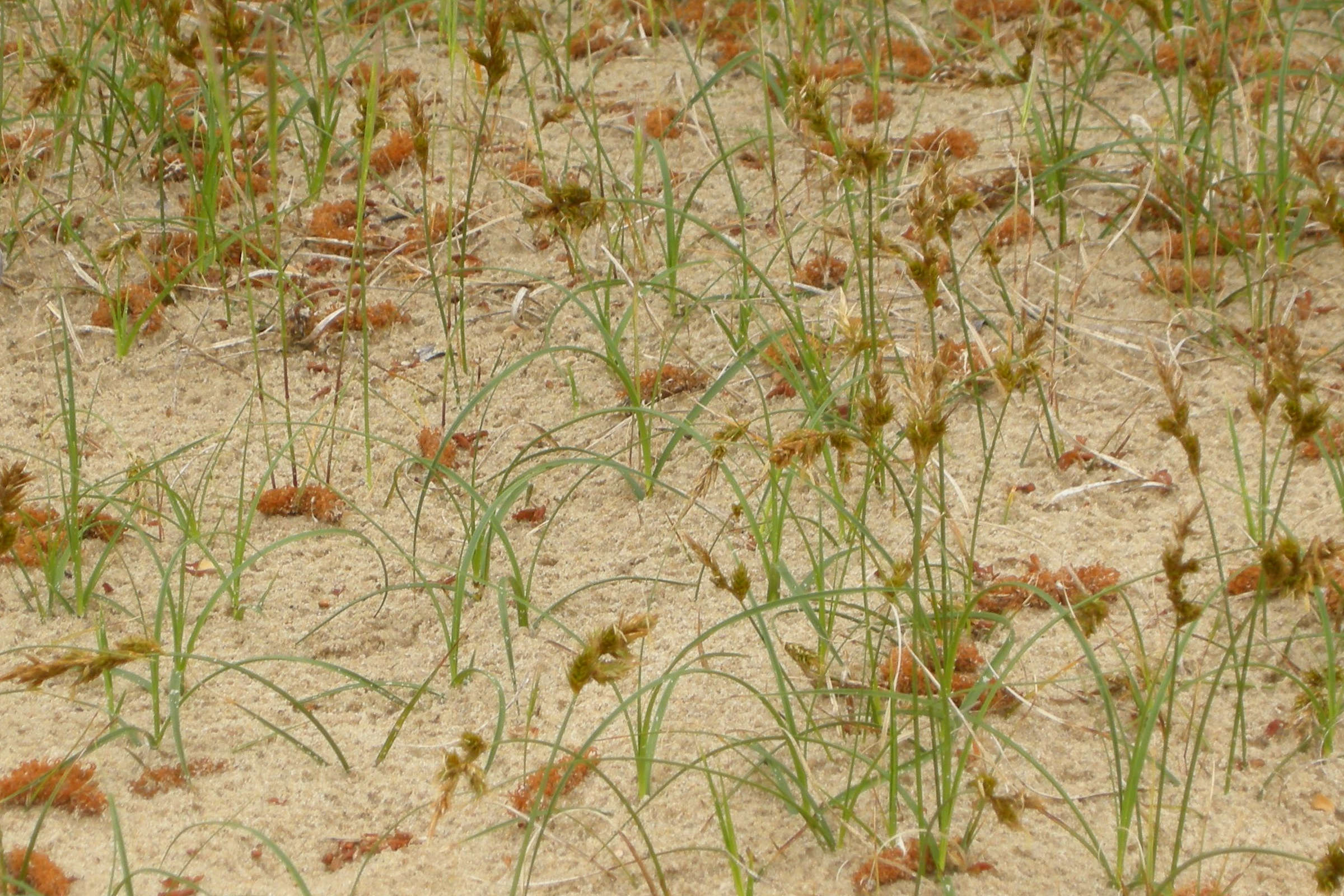 carex_arenaria3bmd