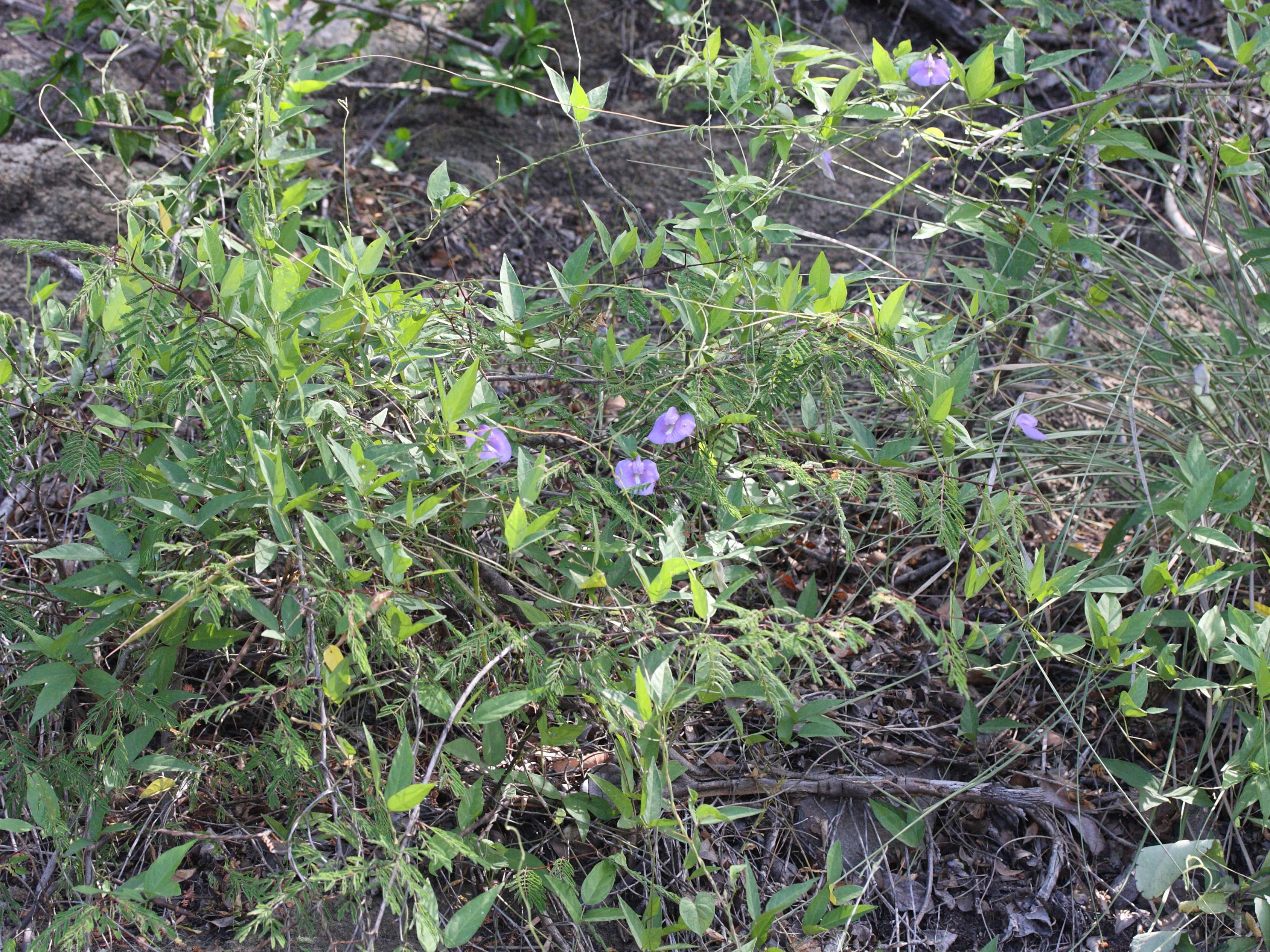 centrosema_virginianum3md