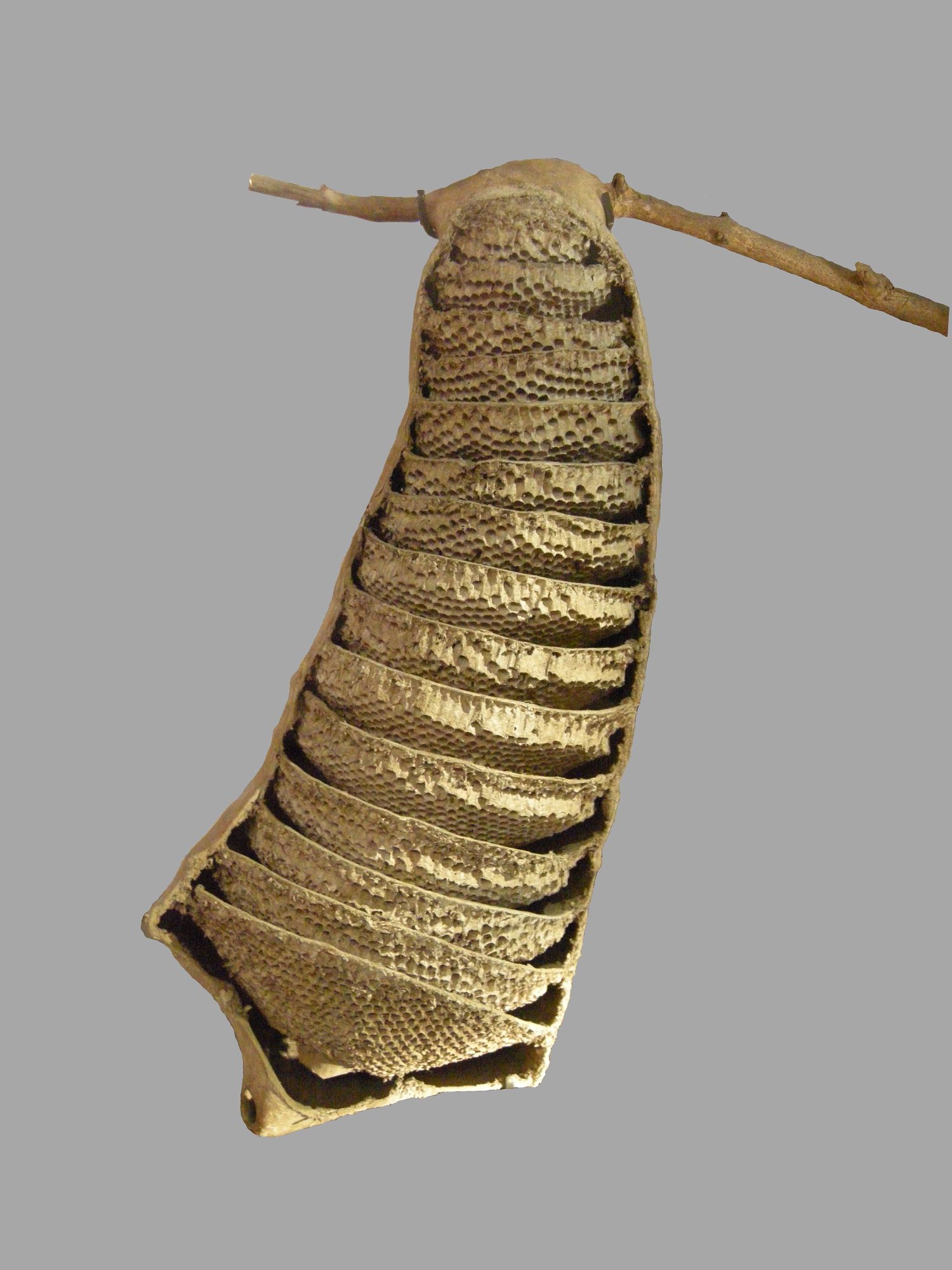 chartergus_chartarius1md