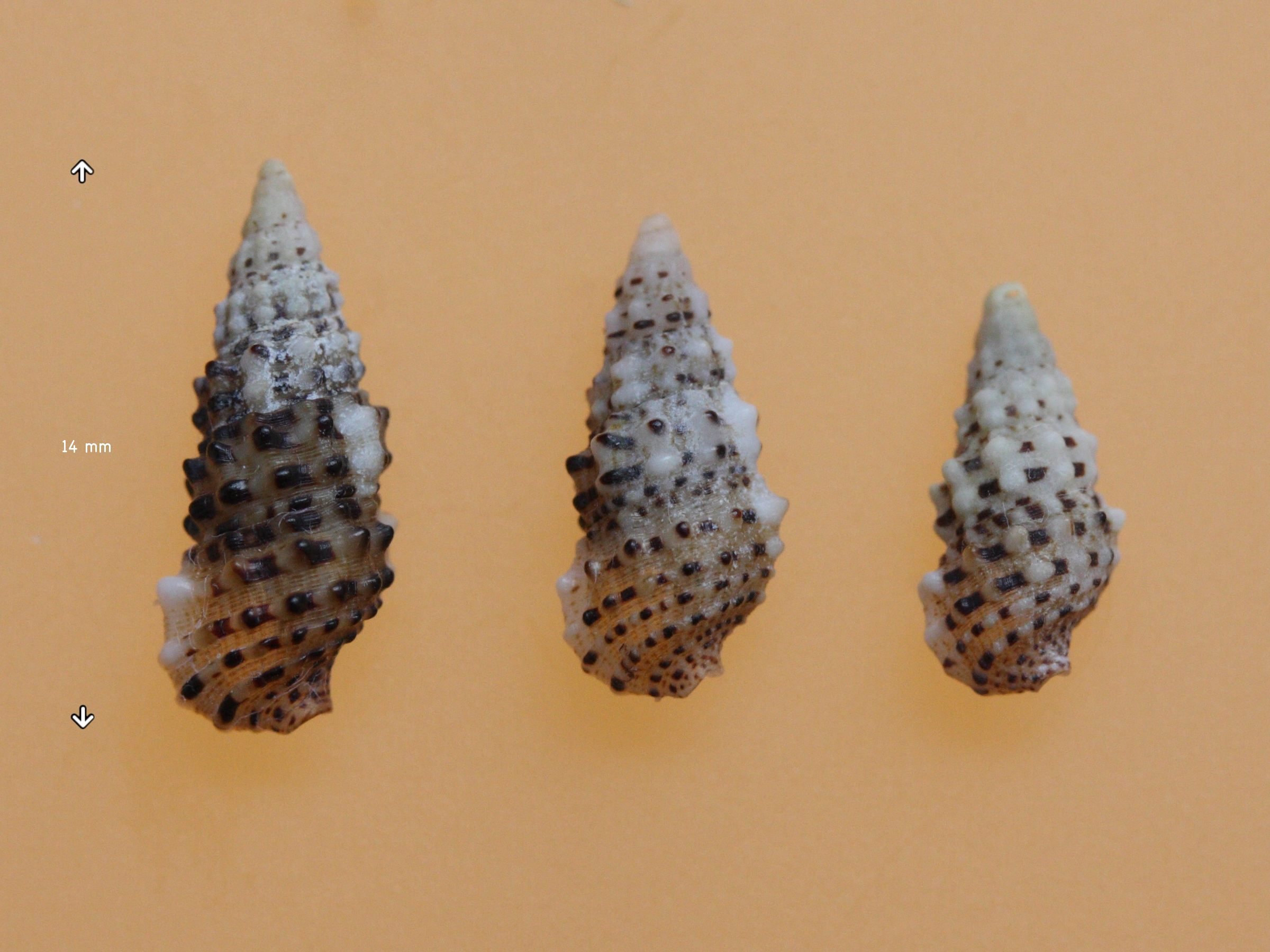 chauvetia_mamillata1md