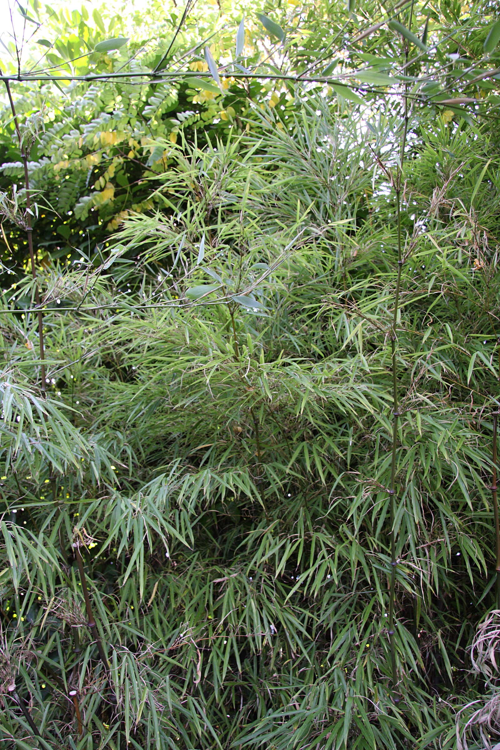 chimonobambusa_tumidissinoda2md