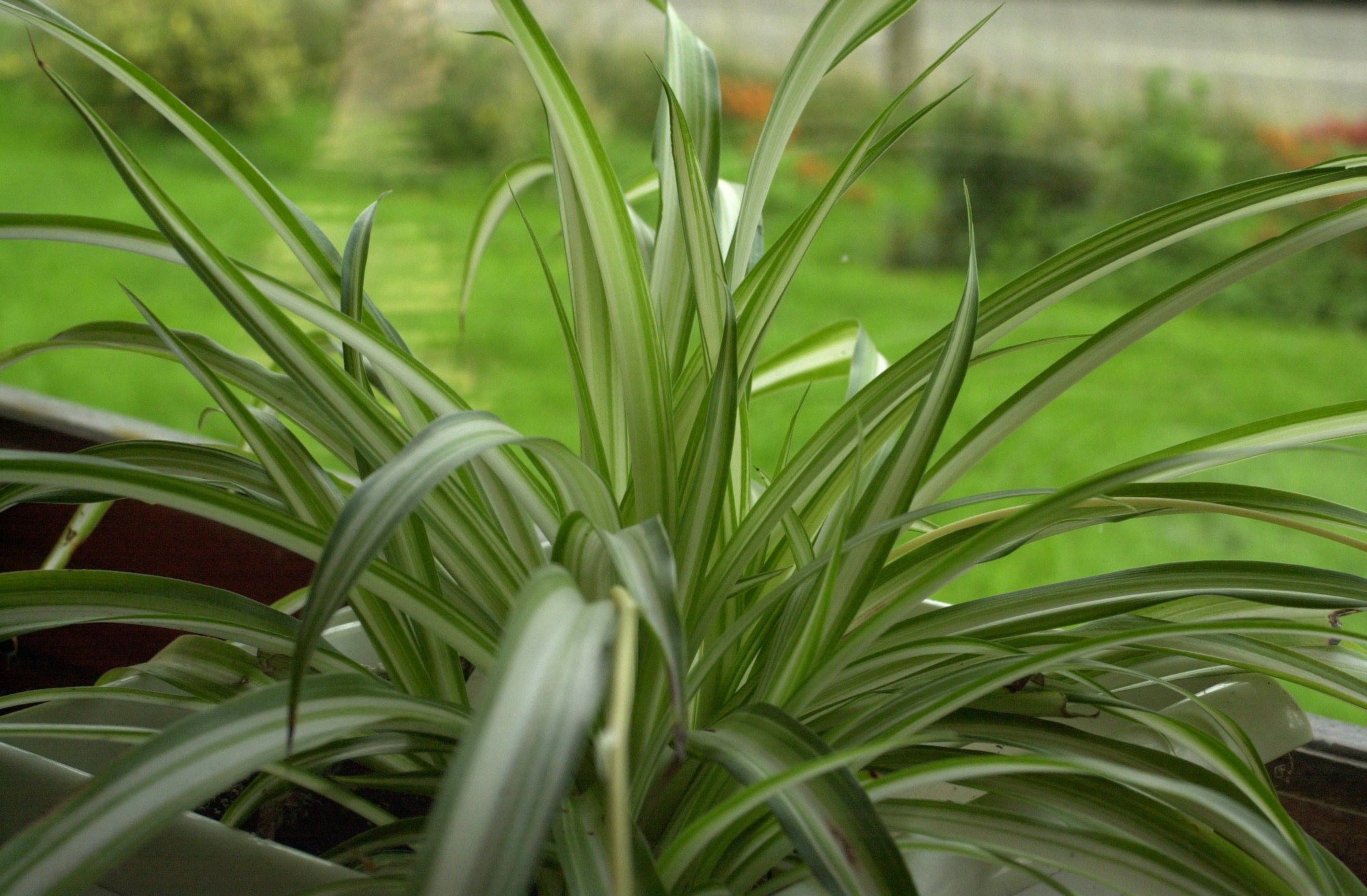 chlorophytum_comosum1md