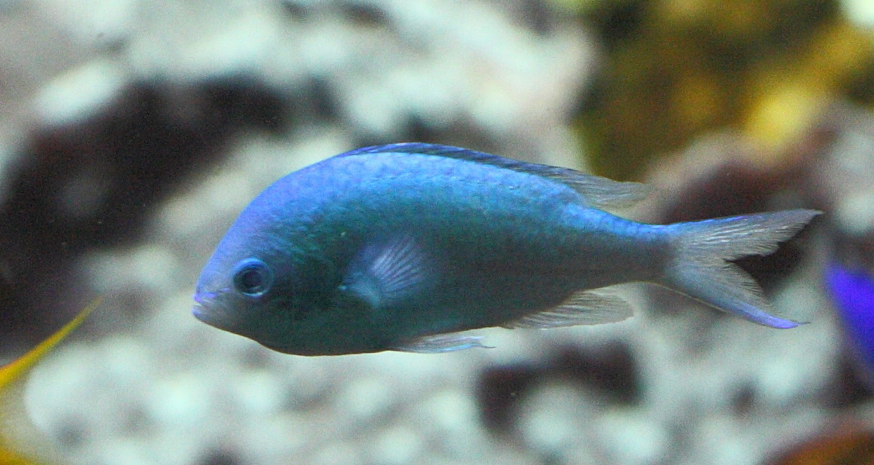 chromis_viridis2bd