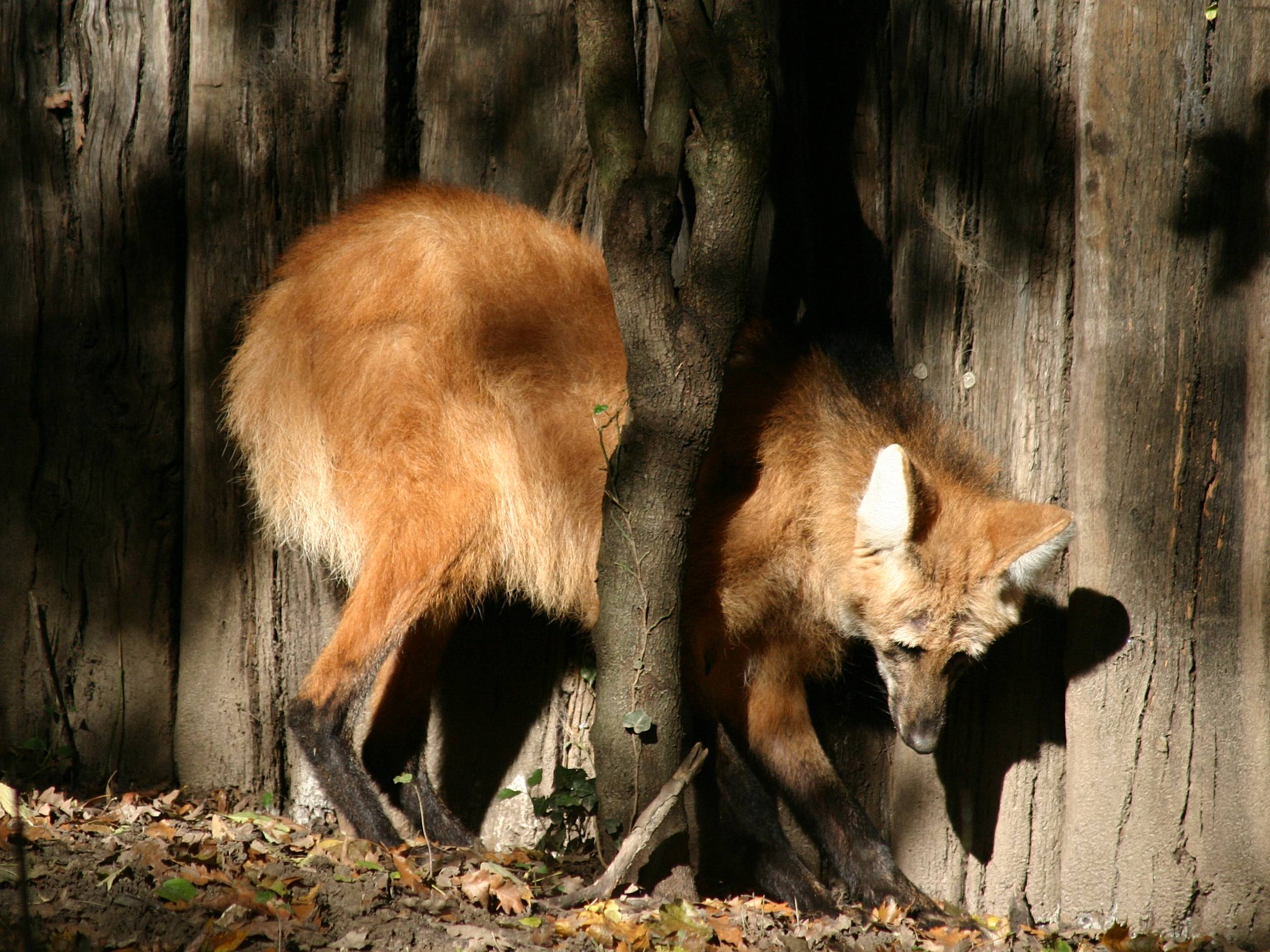 chrysocyon_brachyurus1sd