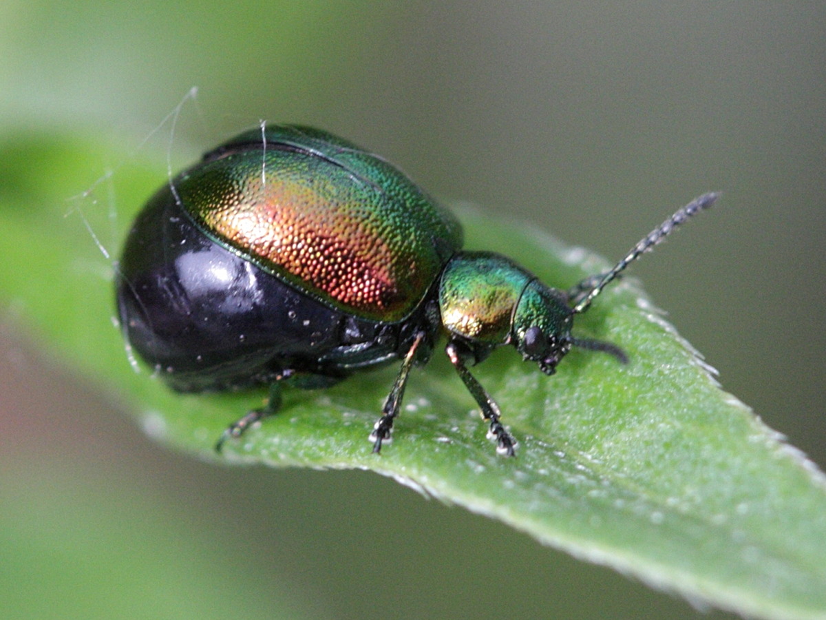 chrysolina_herbacea1md