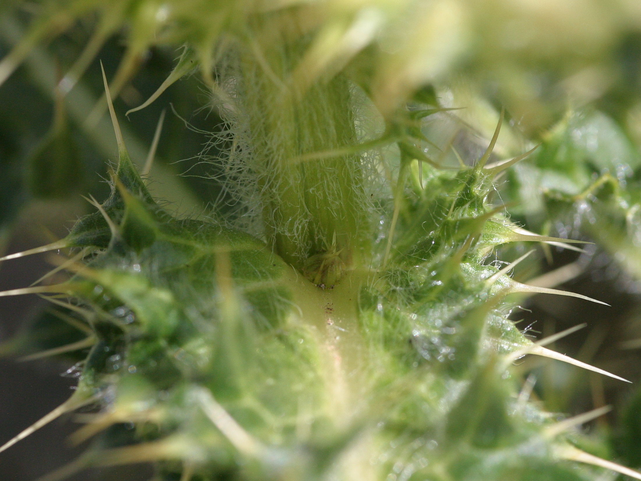 cirsium_spinosissimum3bd