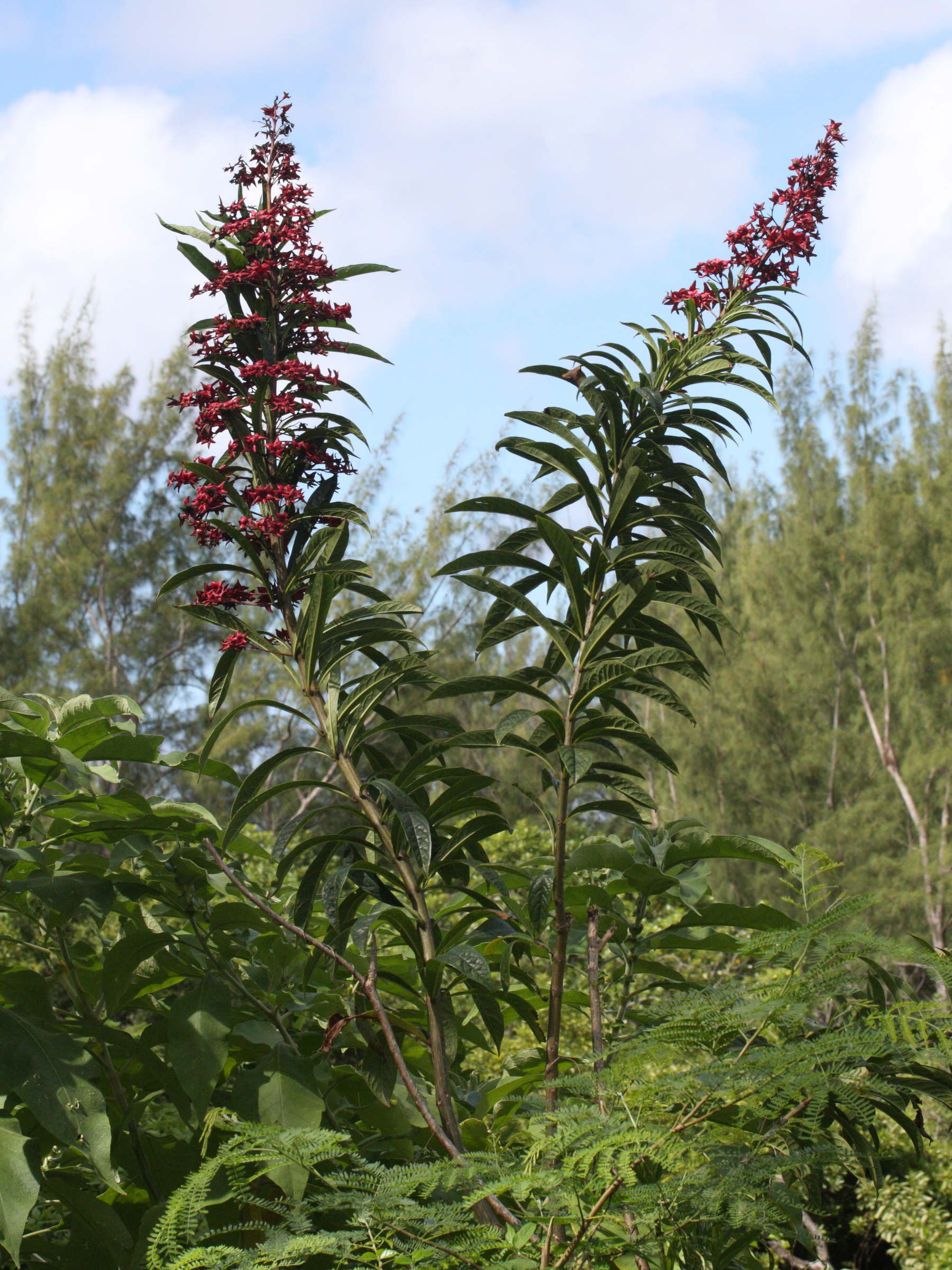 clerodendrum_indicum1md