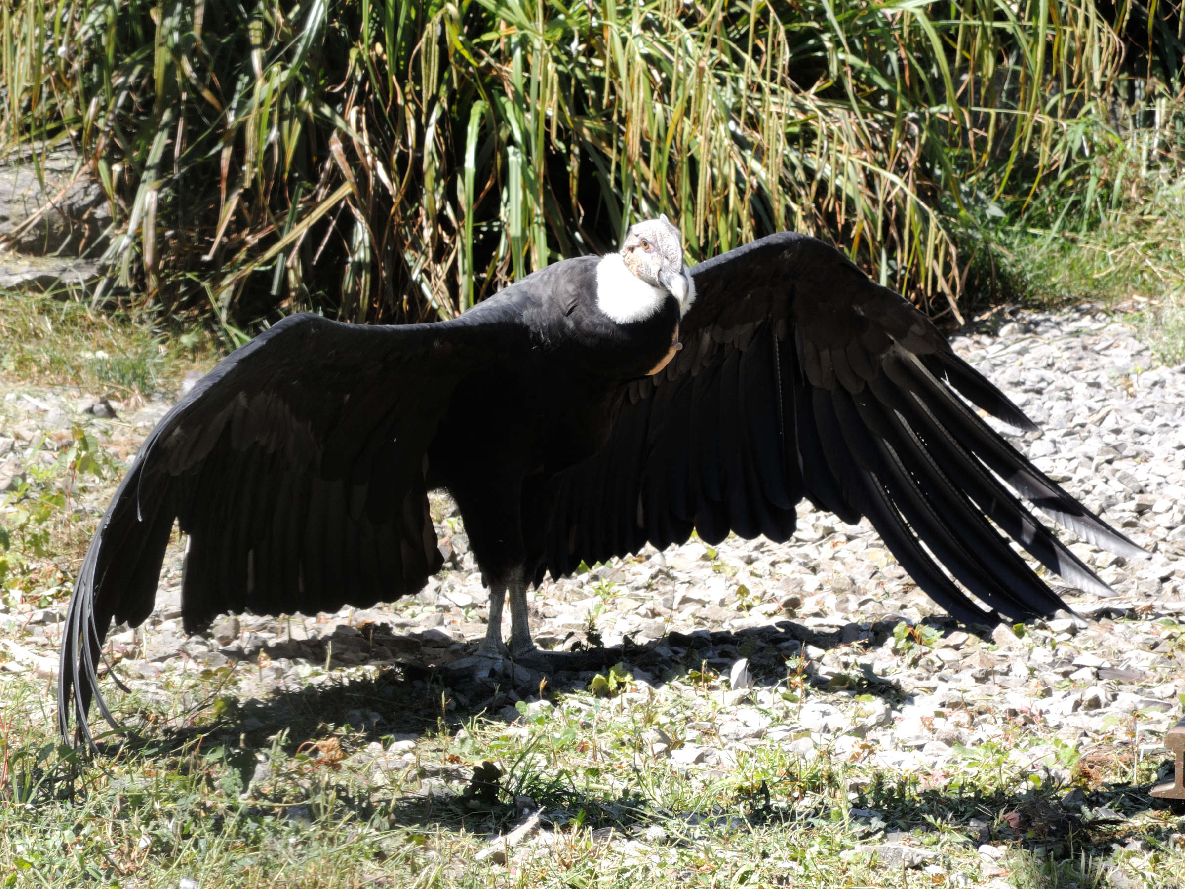 condor_des_andes_-_vultur_gryphus3md