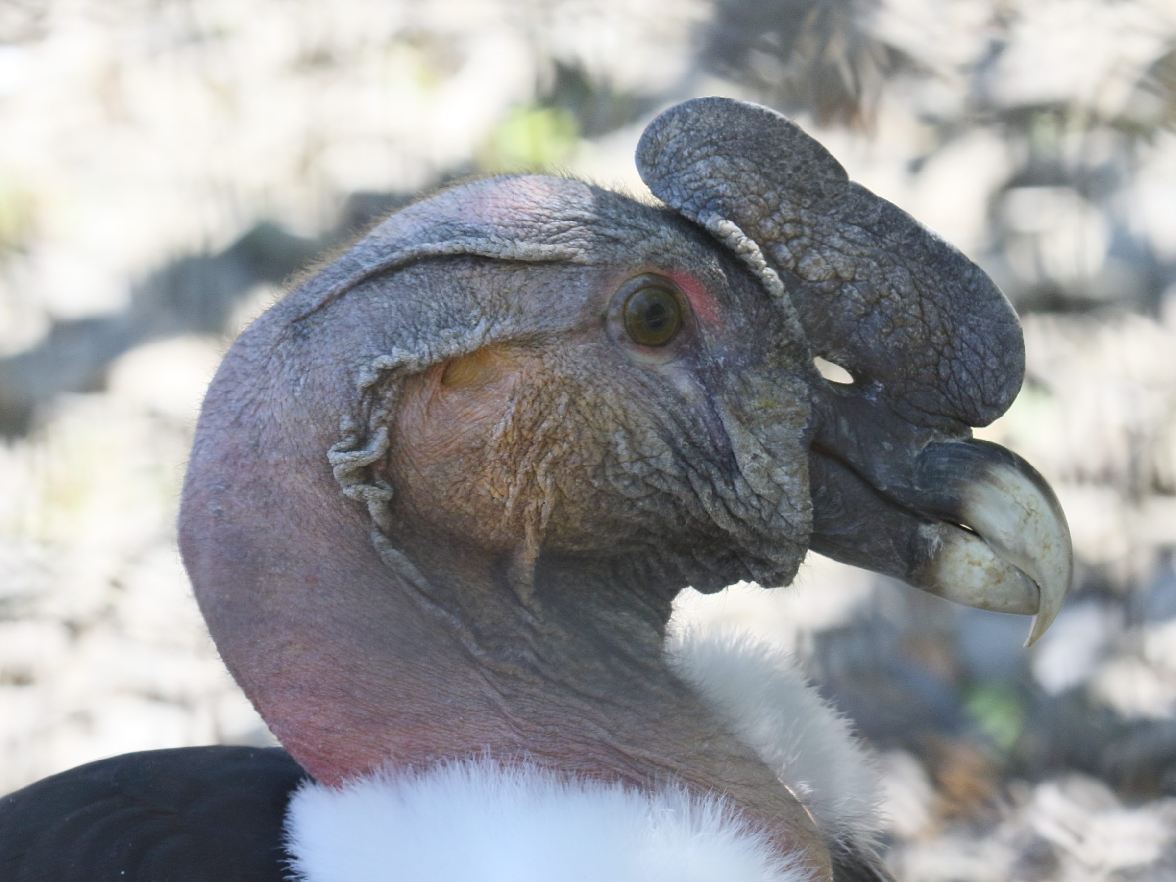 condor_des_andes_-_vultur_gryphus4bd