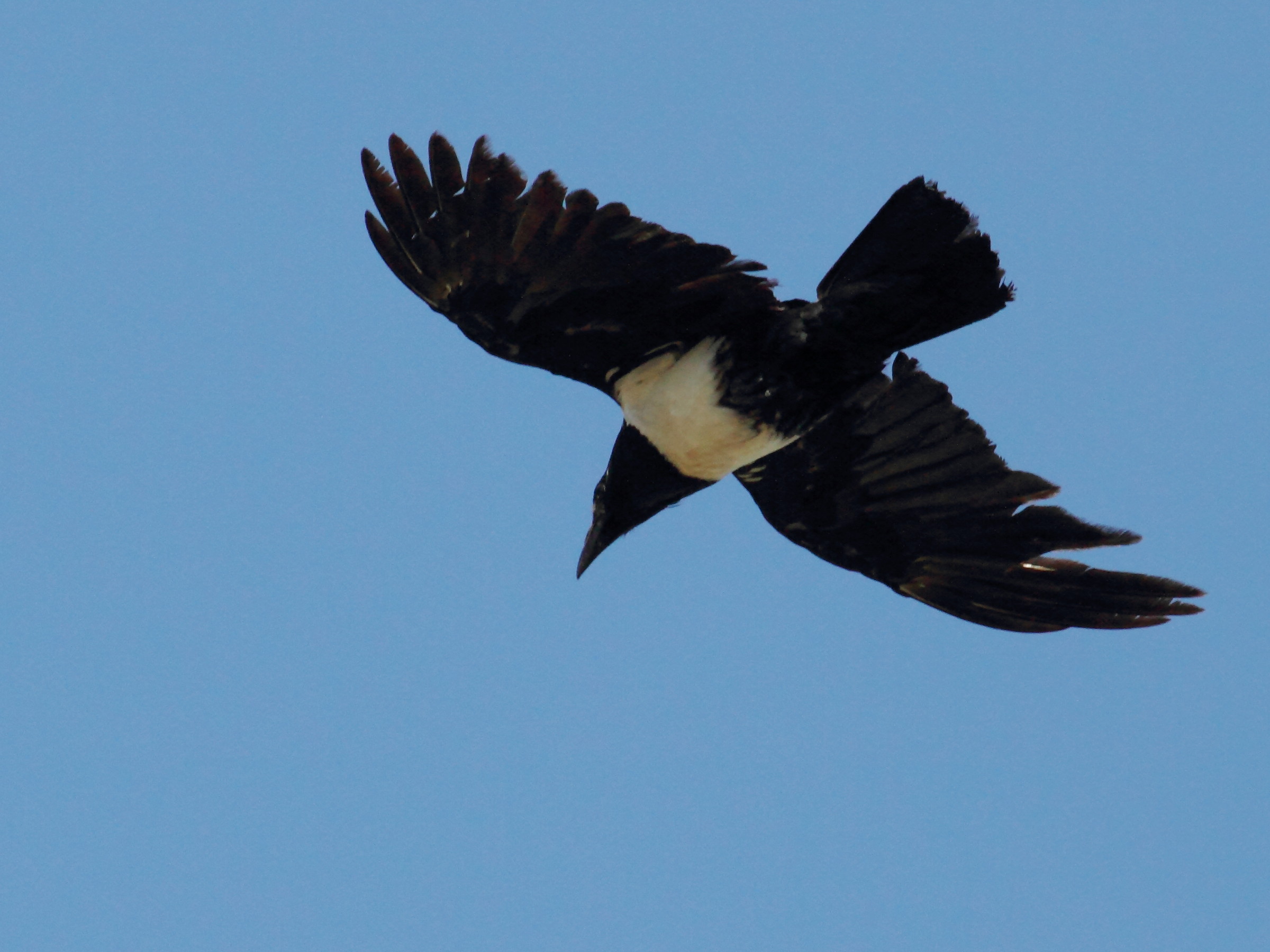 corbeau_pie_-_corvus_albus3bd