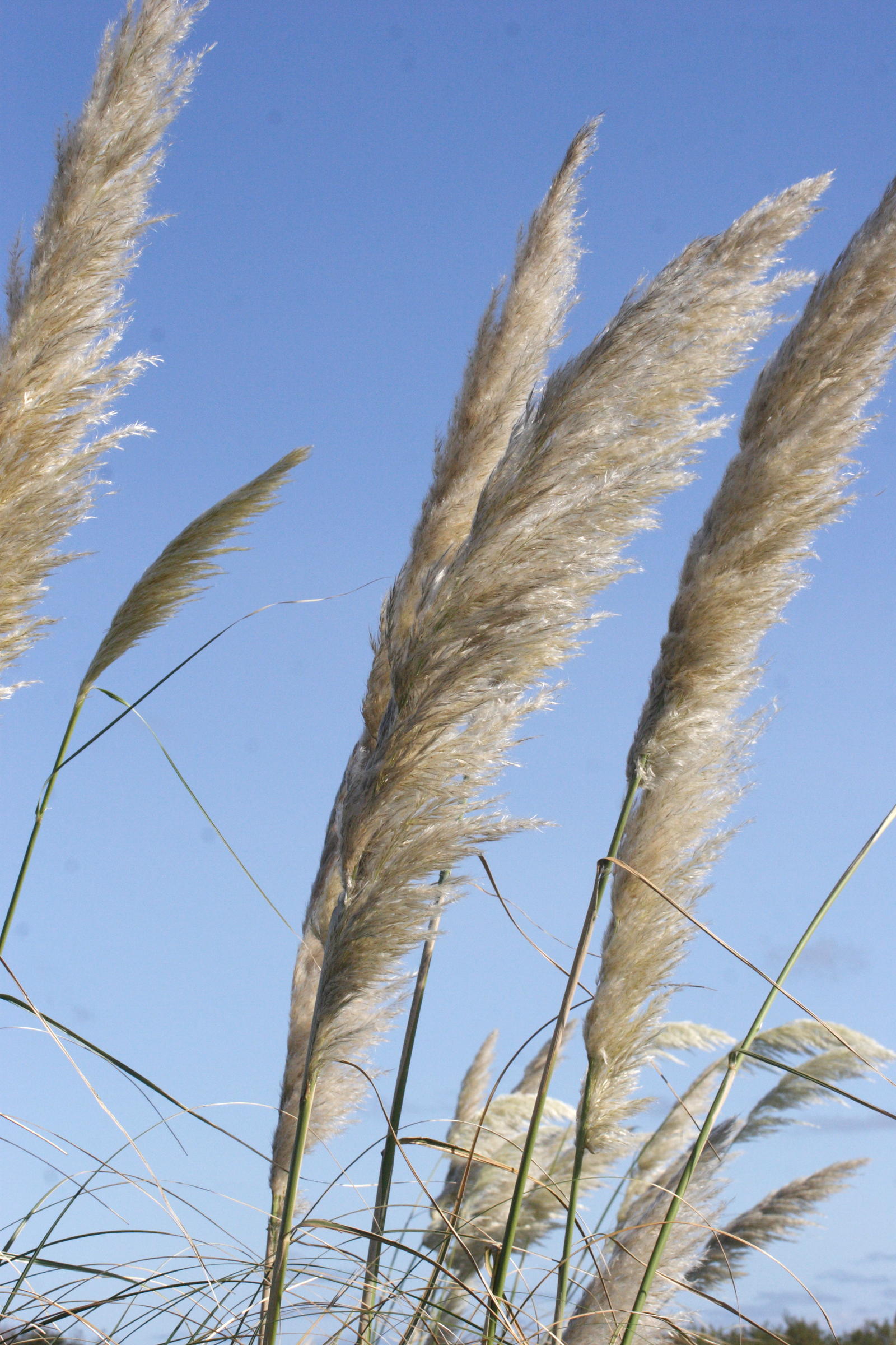 cortaderia_selloana4md