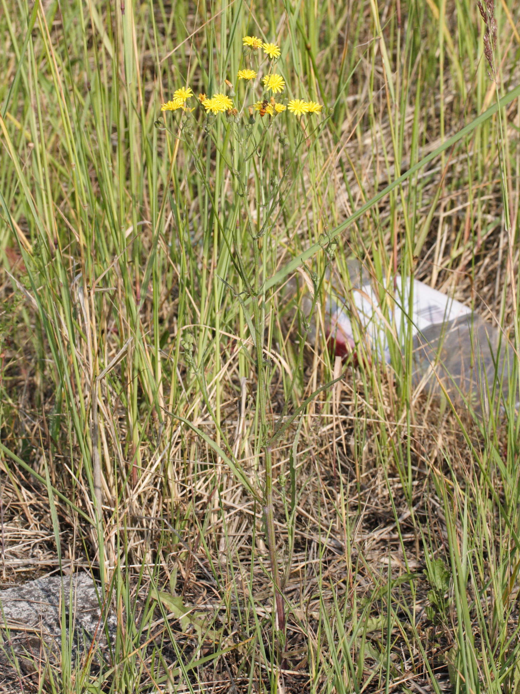 Afficher le média crepis_capillaris3md crepis_capillaris3md