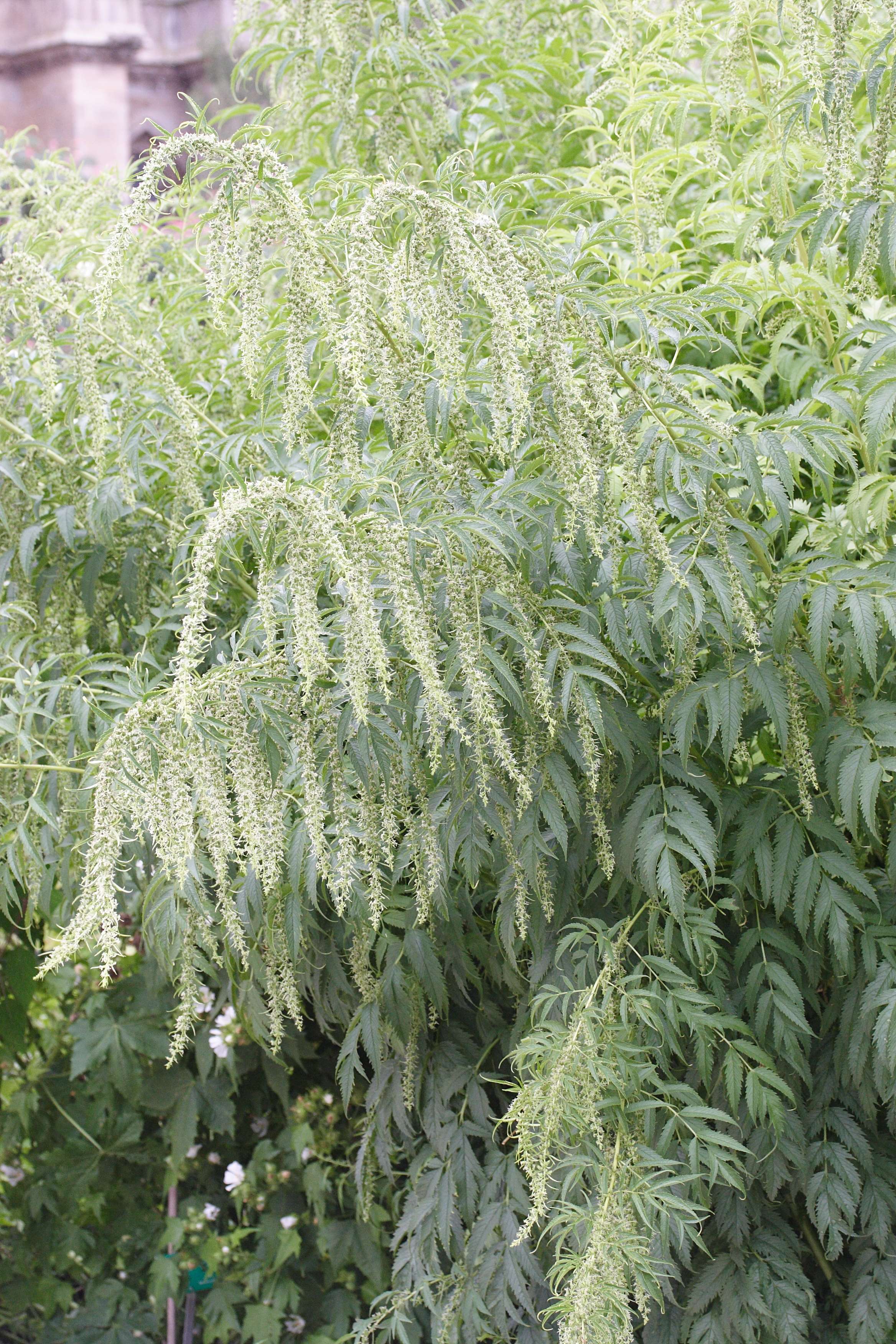 datisca_cannabina2md