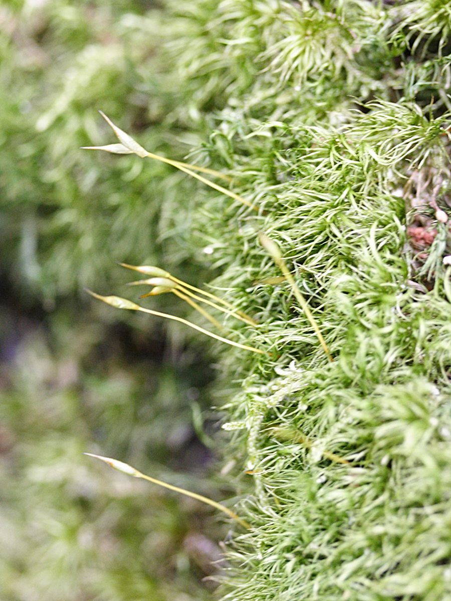 dicranum_scoparium2md