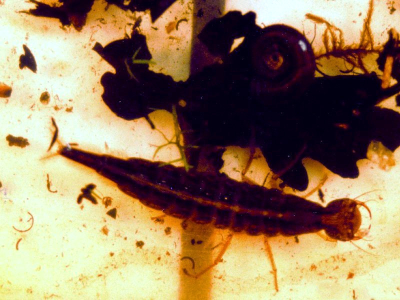 dytiscus_marginalis1md